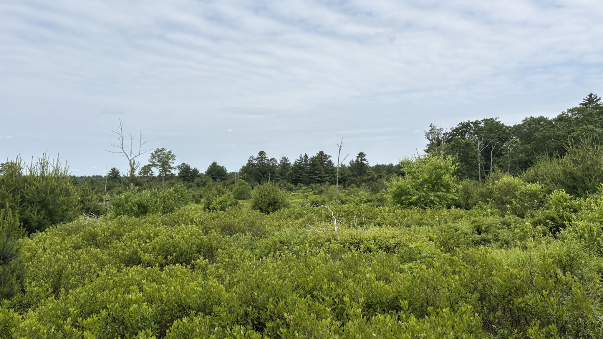Vast green shrubland under an overcast sky, with a distant forest. - Tillinghast Pond Loop