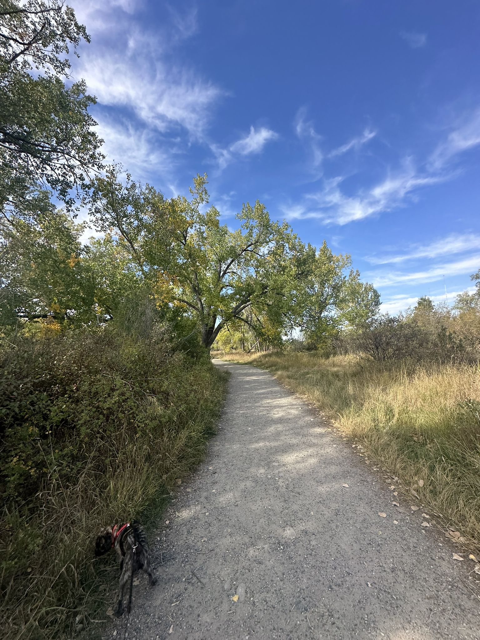 A dog on a sunny dirt path surrounded by trees and tall grass. - Norm Schoenthal Island Outer Loop