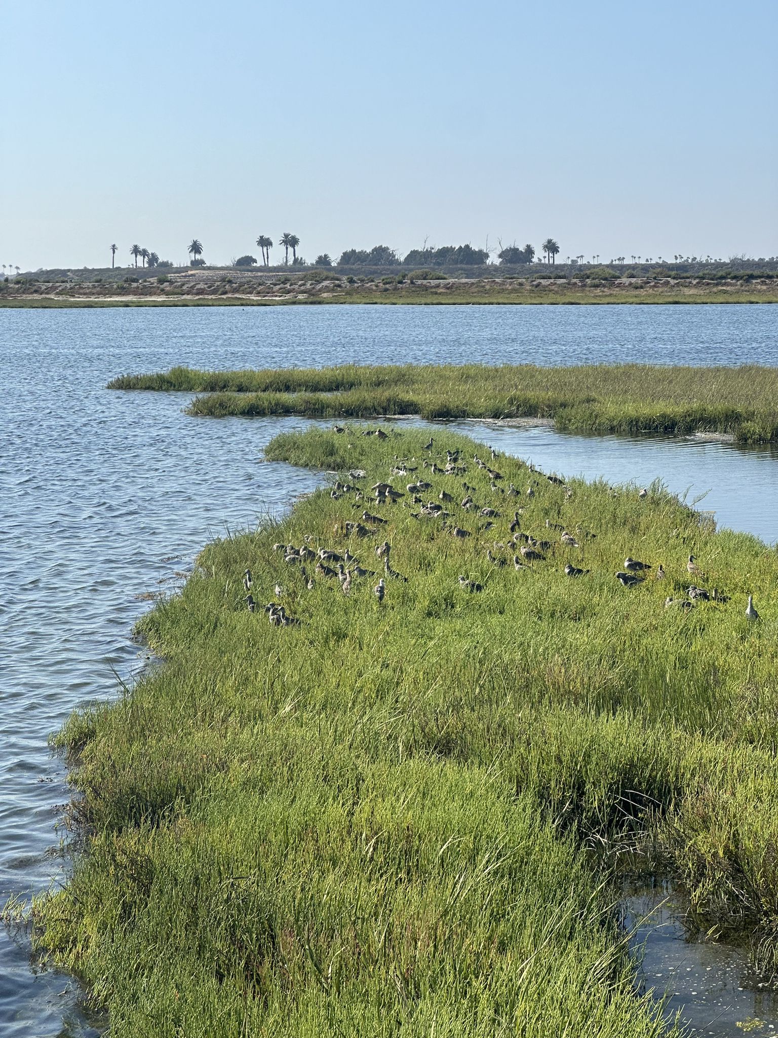 Many birds resting on a vibrant green marshland next to calm blue water. - Bolsa Chica Ecological Reserve loop