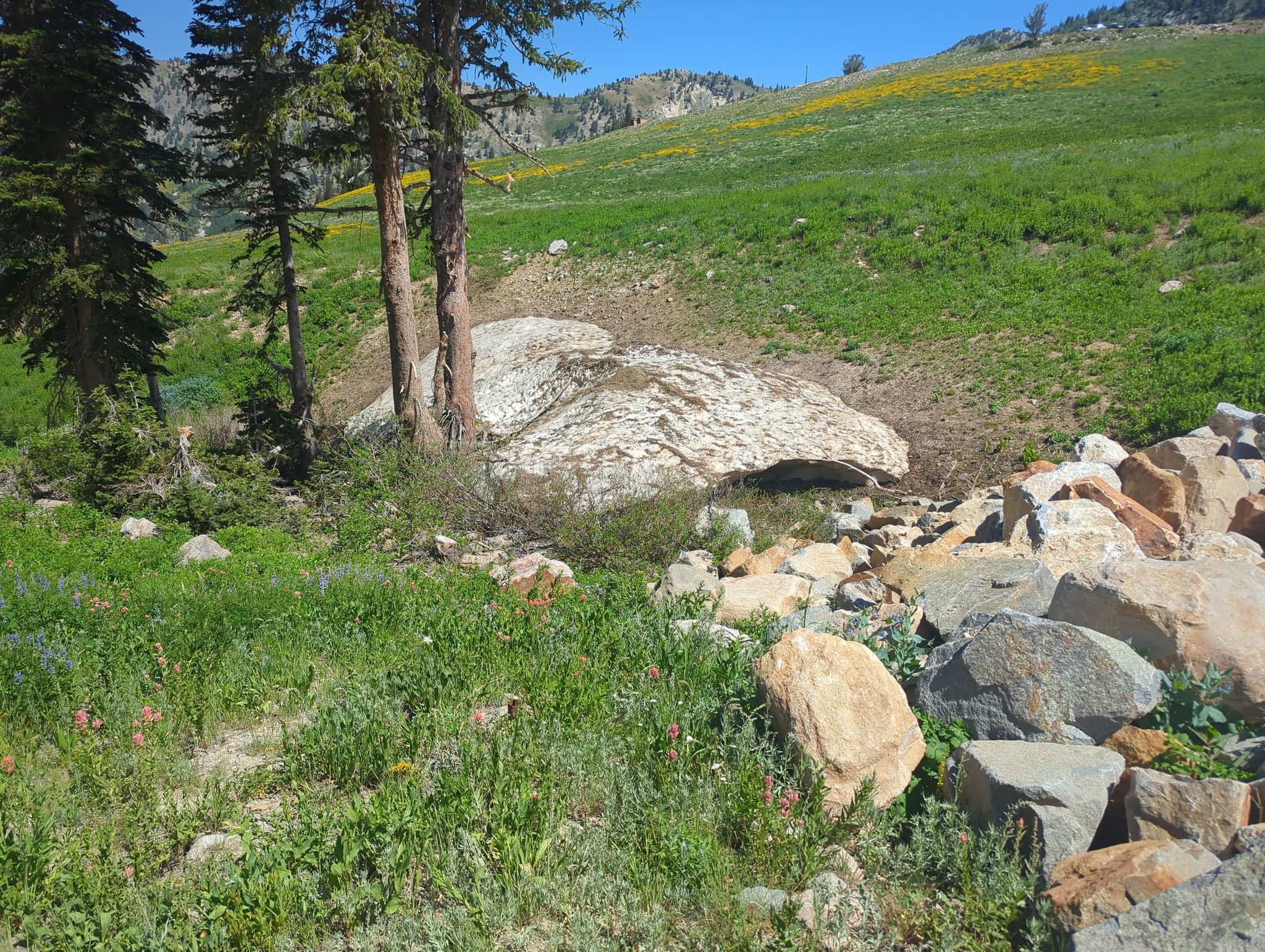 Large white boulder nestled among pine trees and rocks on a sunny day. - Upper Albion Meadows Trail