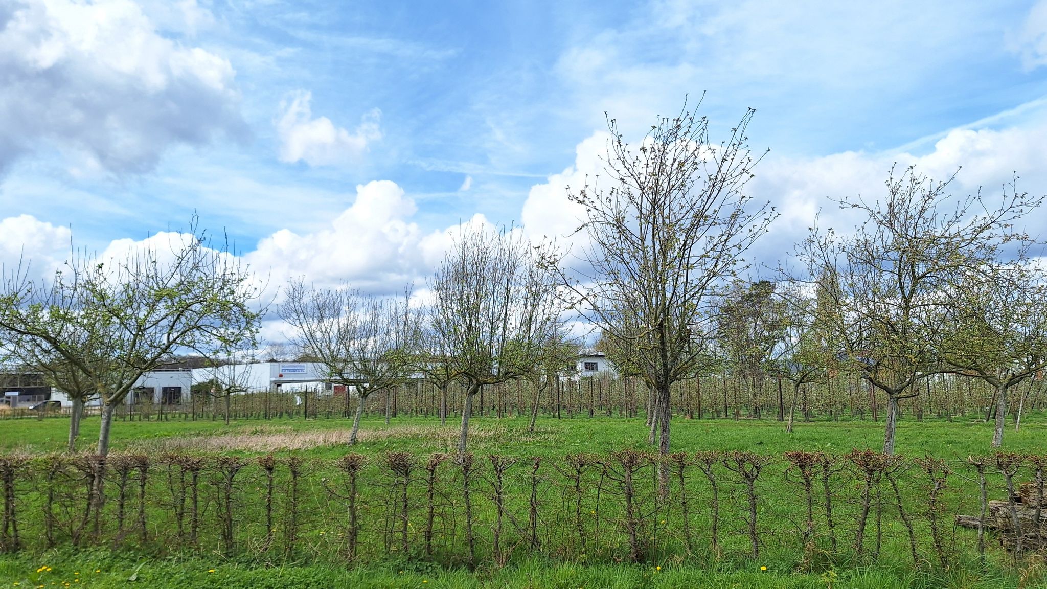 Langs fruitboomgaarden