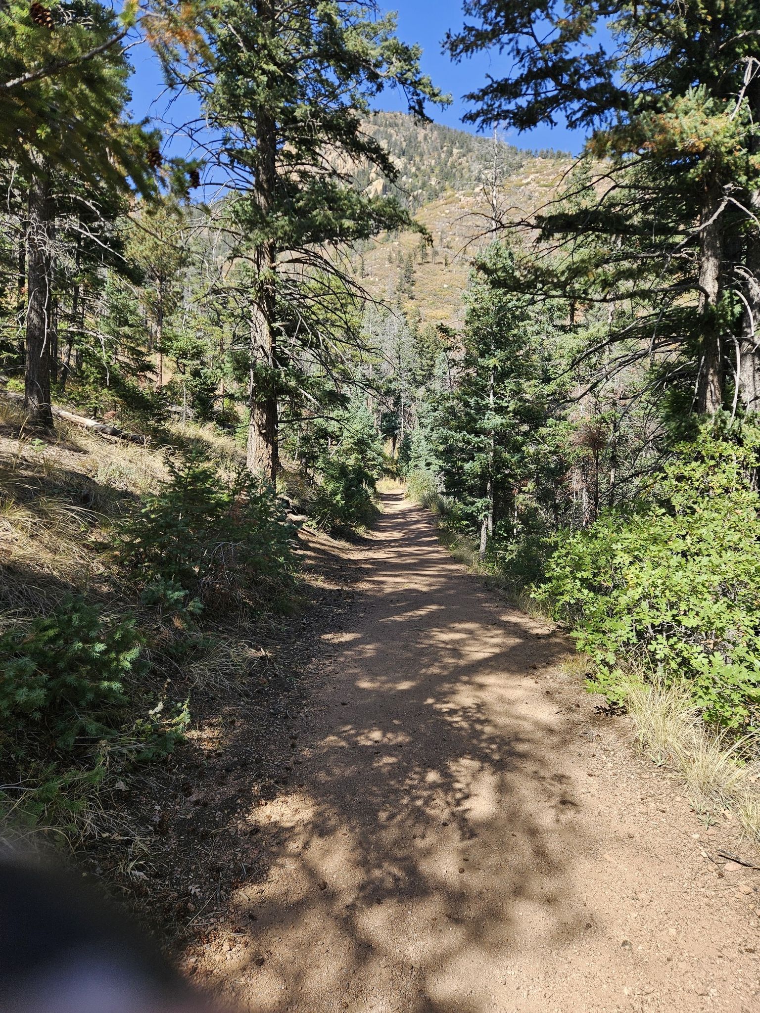 A sunlit dirt path winds through a dense pine forest towards a mountain. - Ormes Peak via Blodgett Open Space