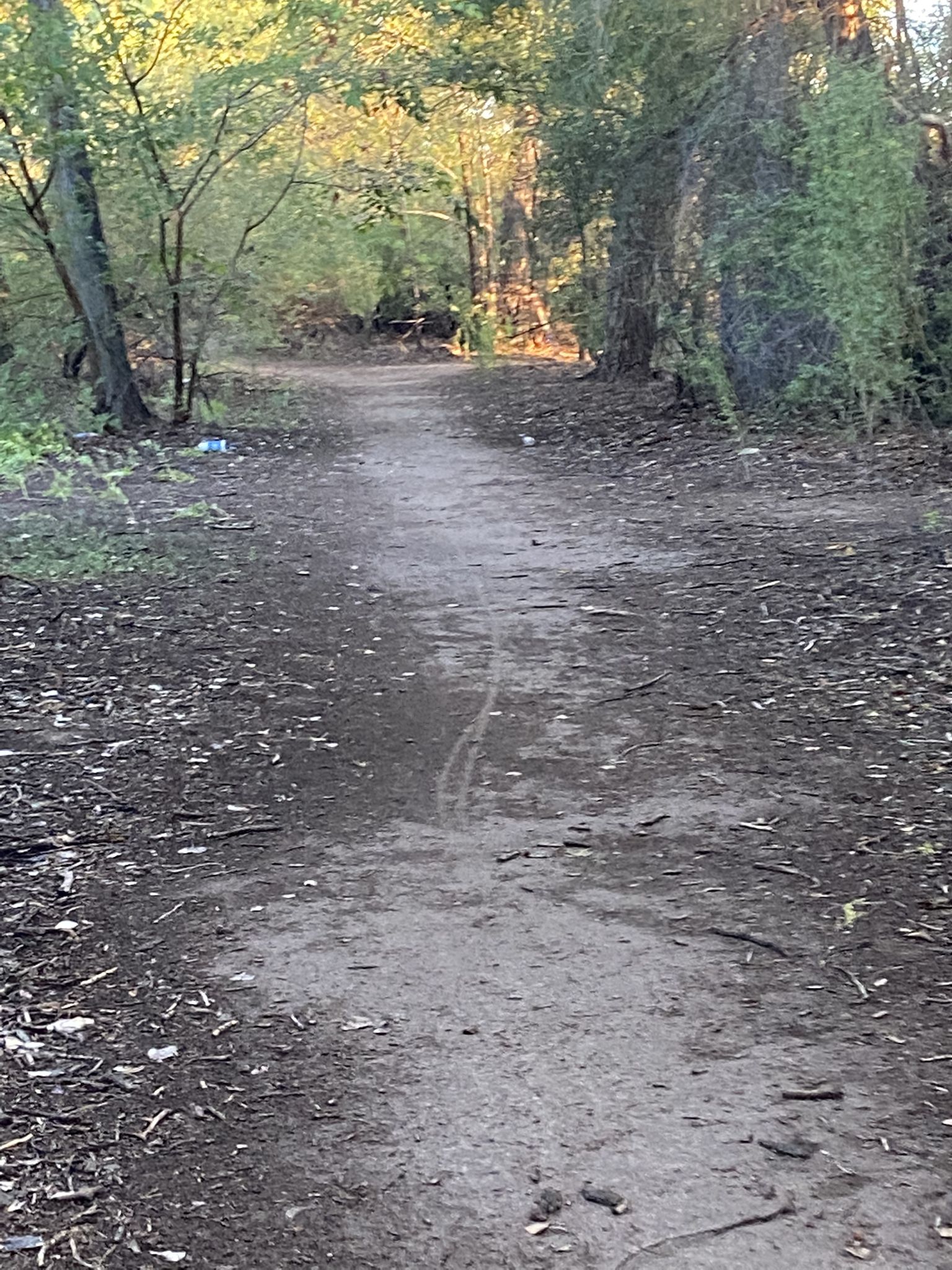 A narrow dirt path winding through a sunlit forest. - Valle de Atrisco Trail south loop