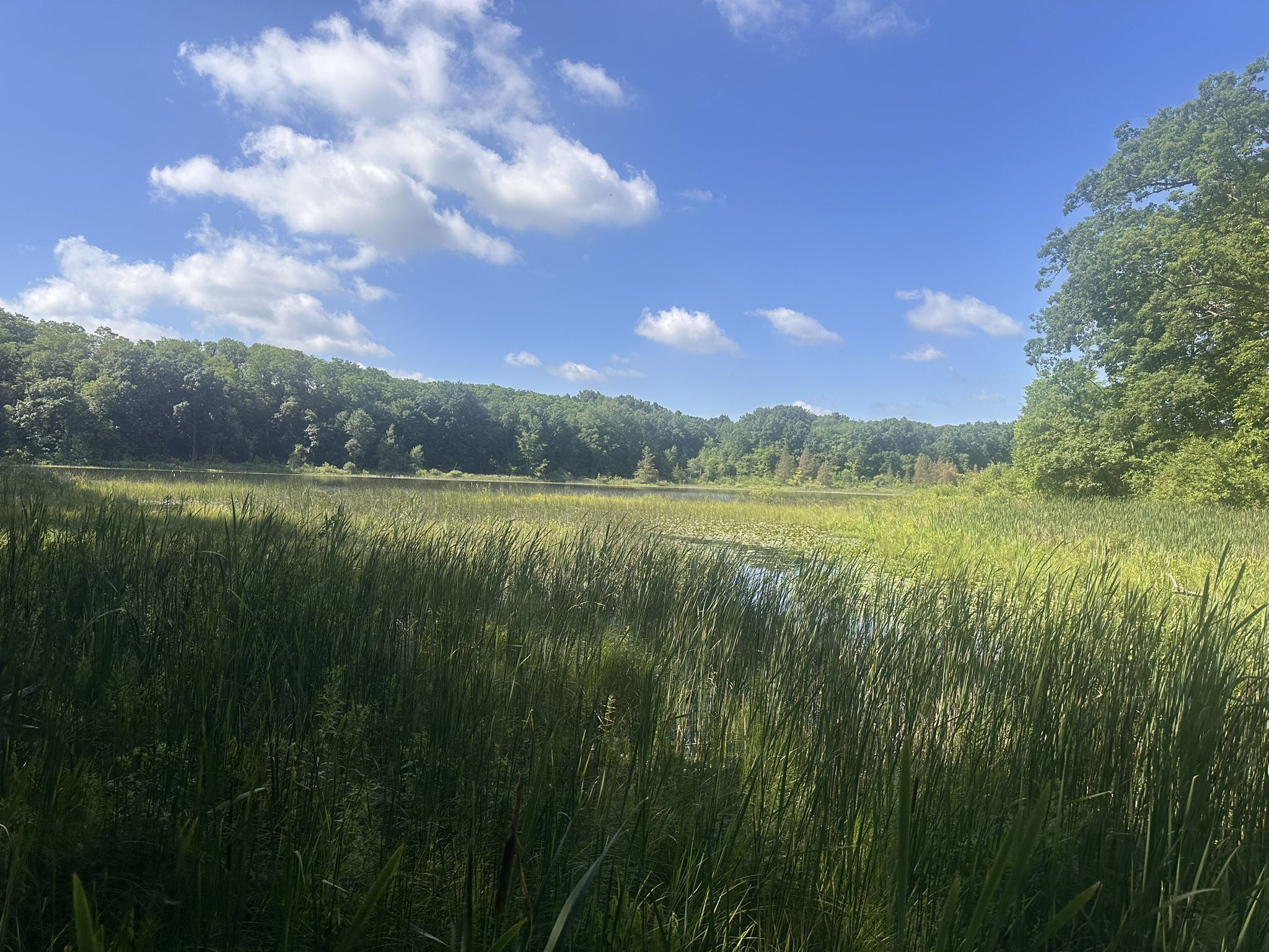 A wide marsh with tall green reeds, distant forest, and a blue sky. - Crooked Lake Trail