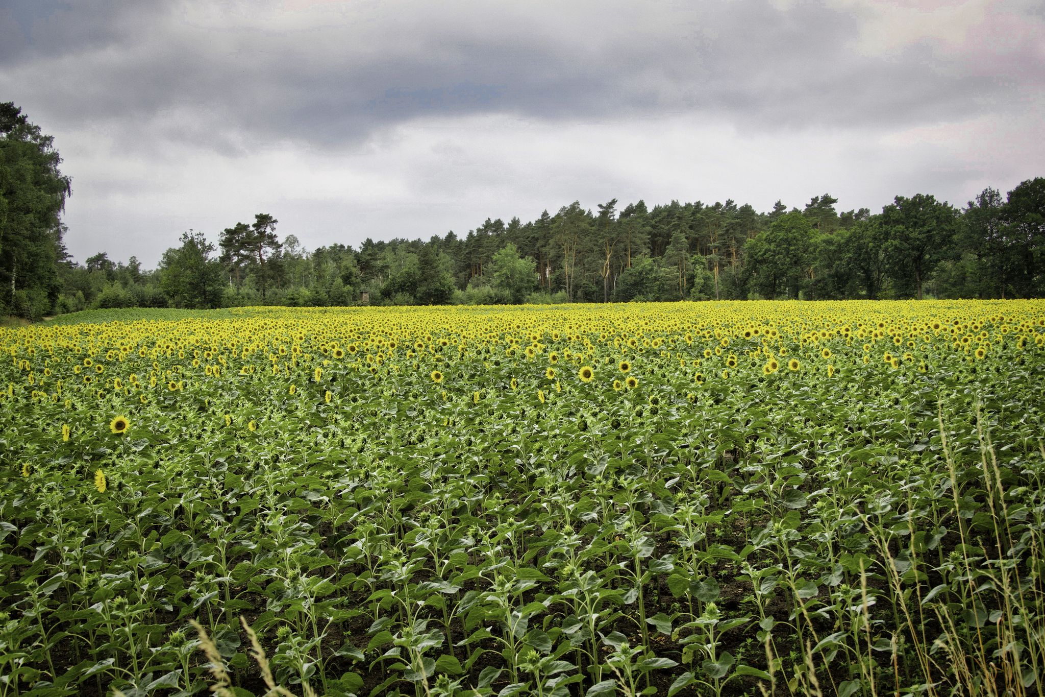 Sonnenblumen, scheint sich zu lohnen