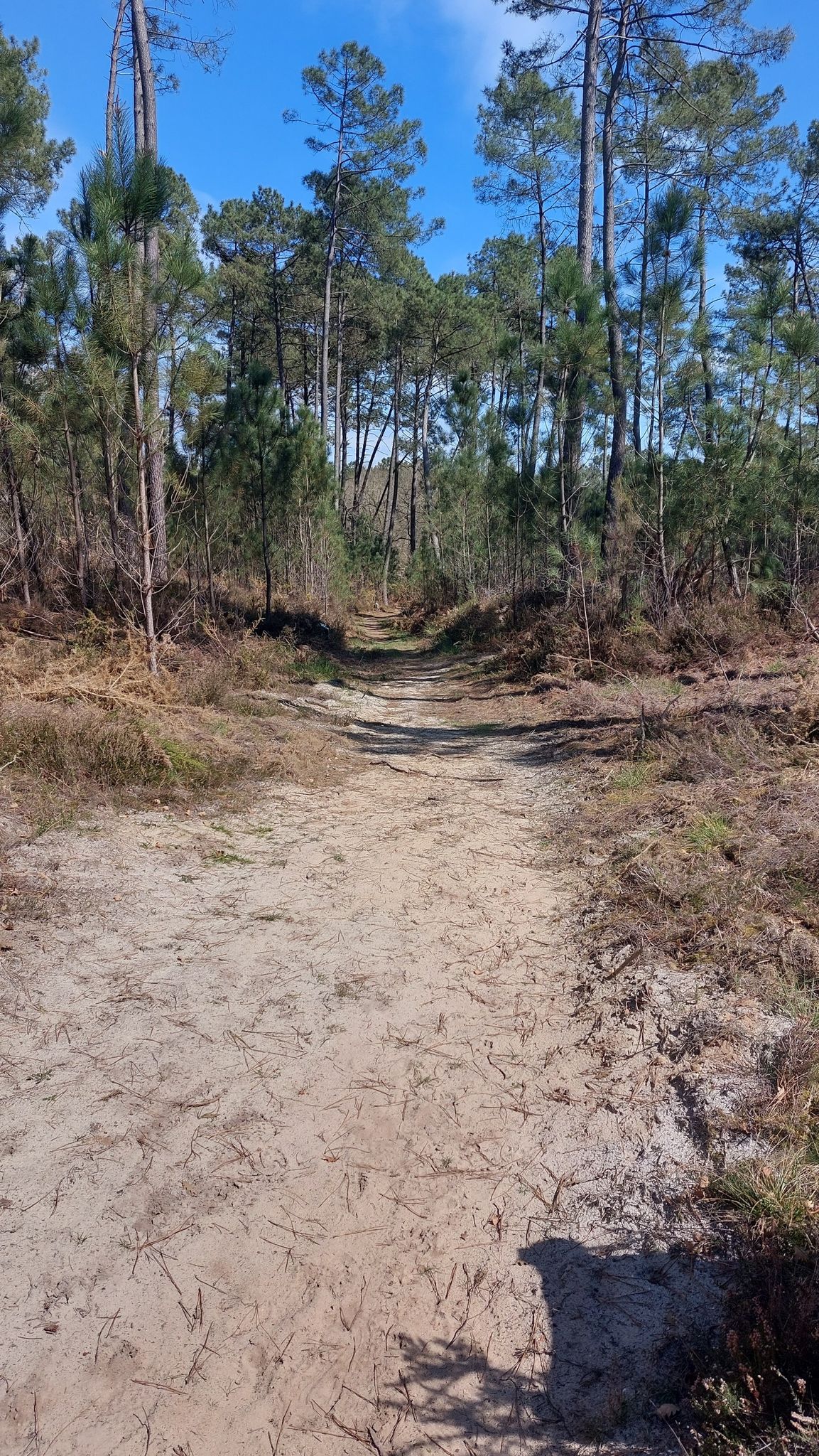 la pinede