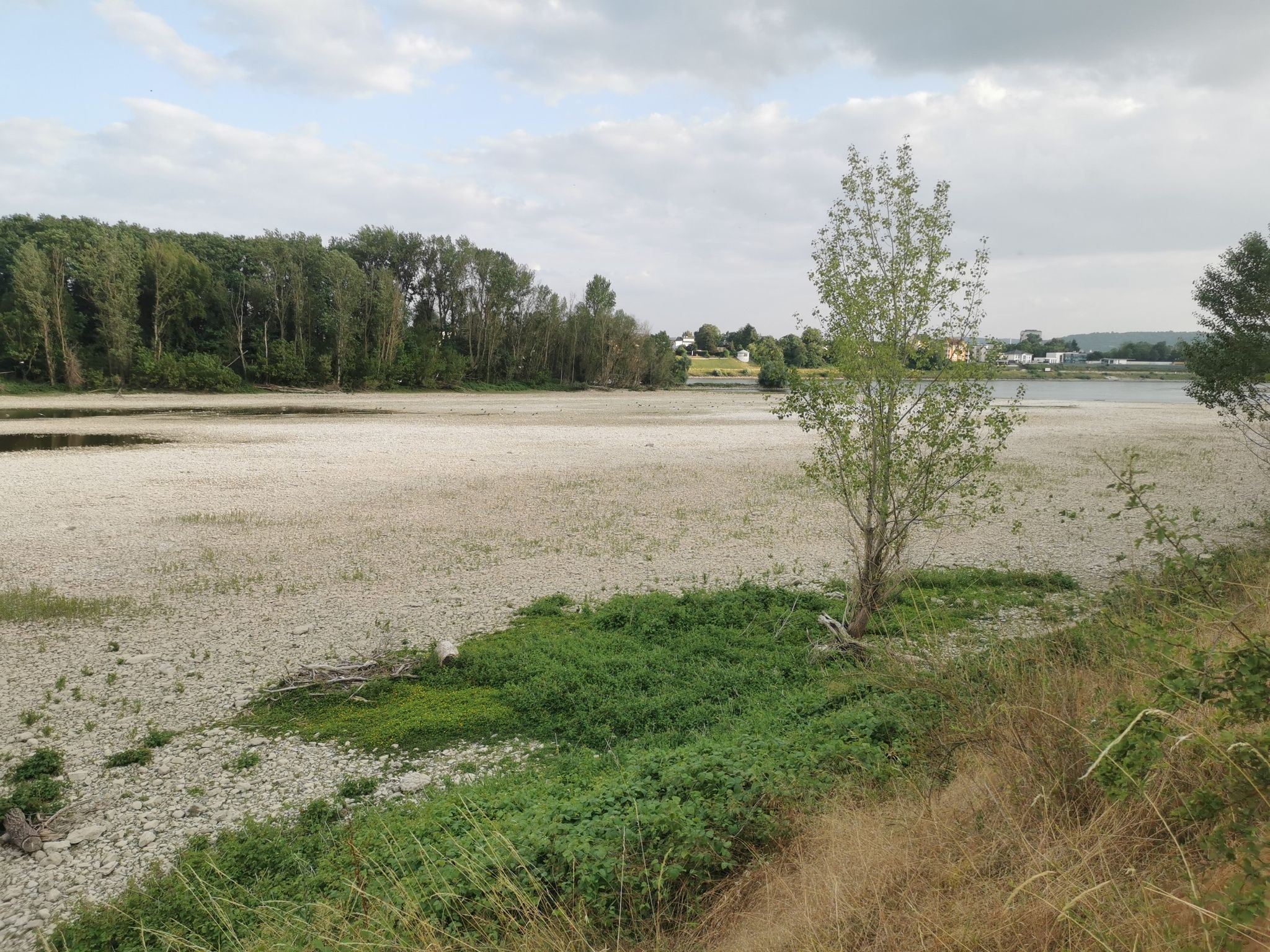 Der seitenarm vom Rhein ohne Wasser