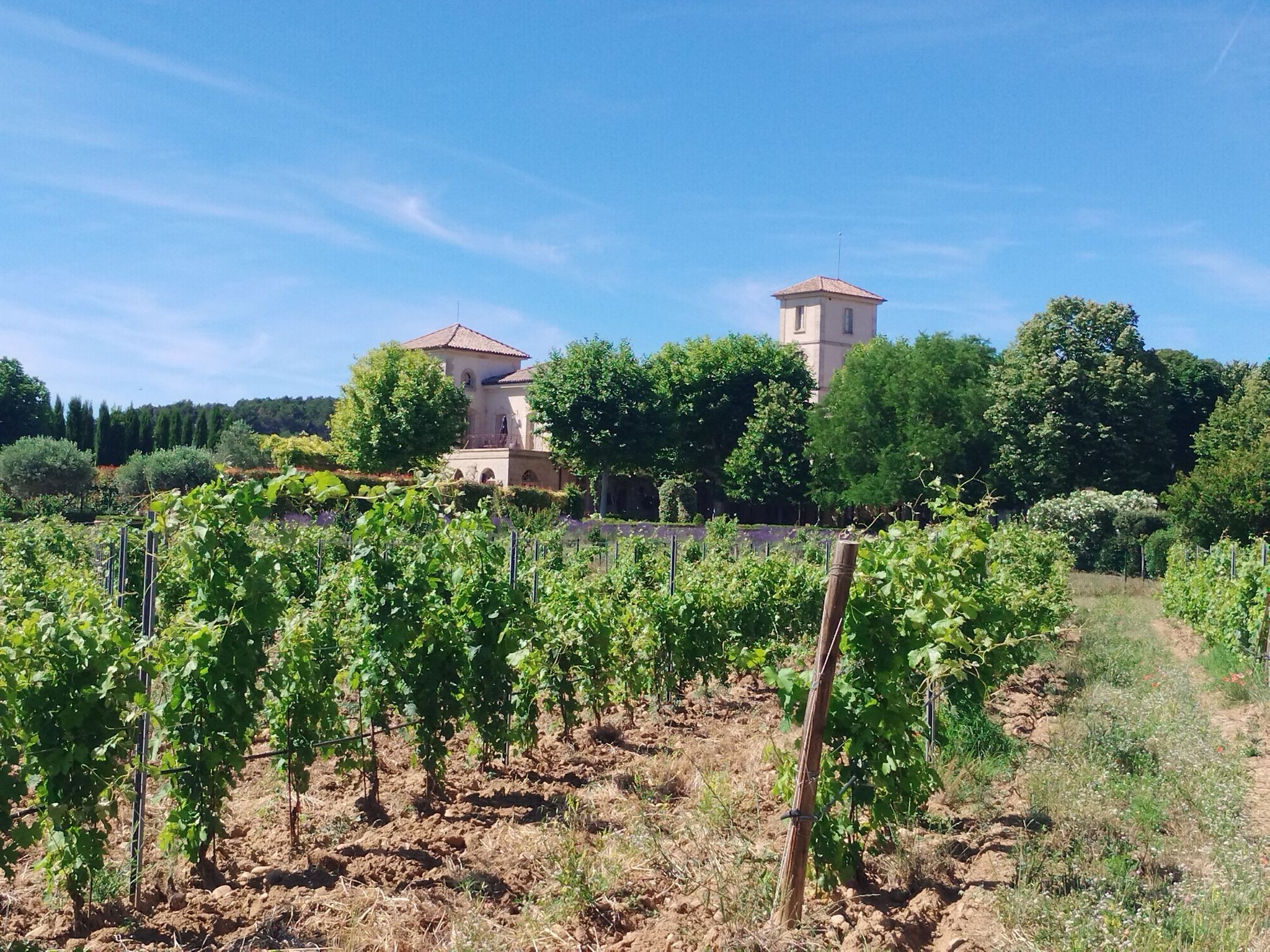 Wein und Schloss