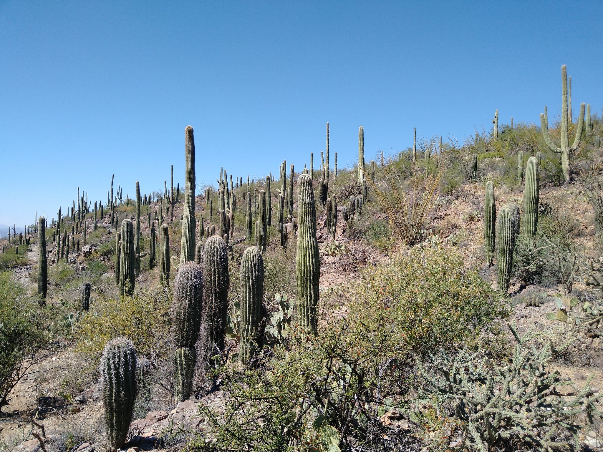 Many tall saguaro cacti on a sunny desert hillside under a clear blue sky. - King Canyon Trail