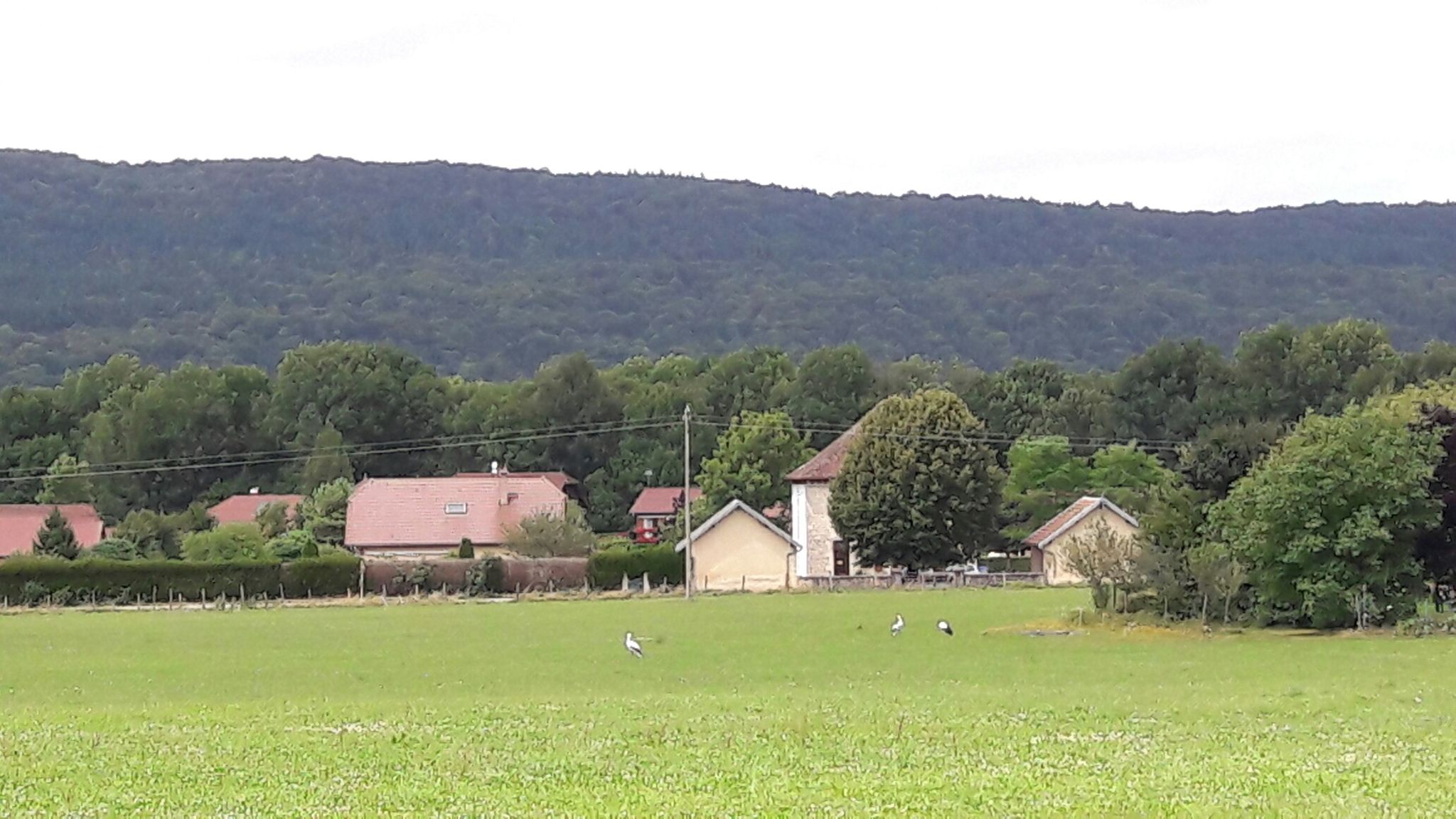 Störche