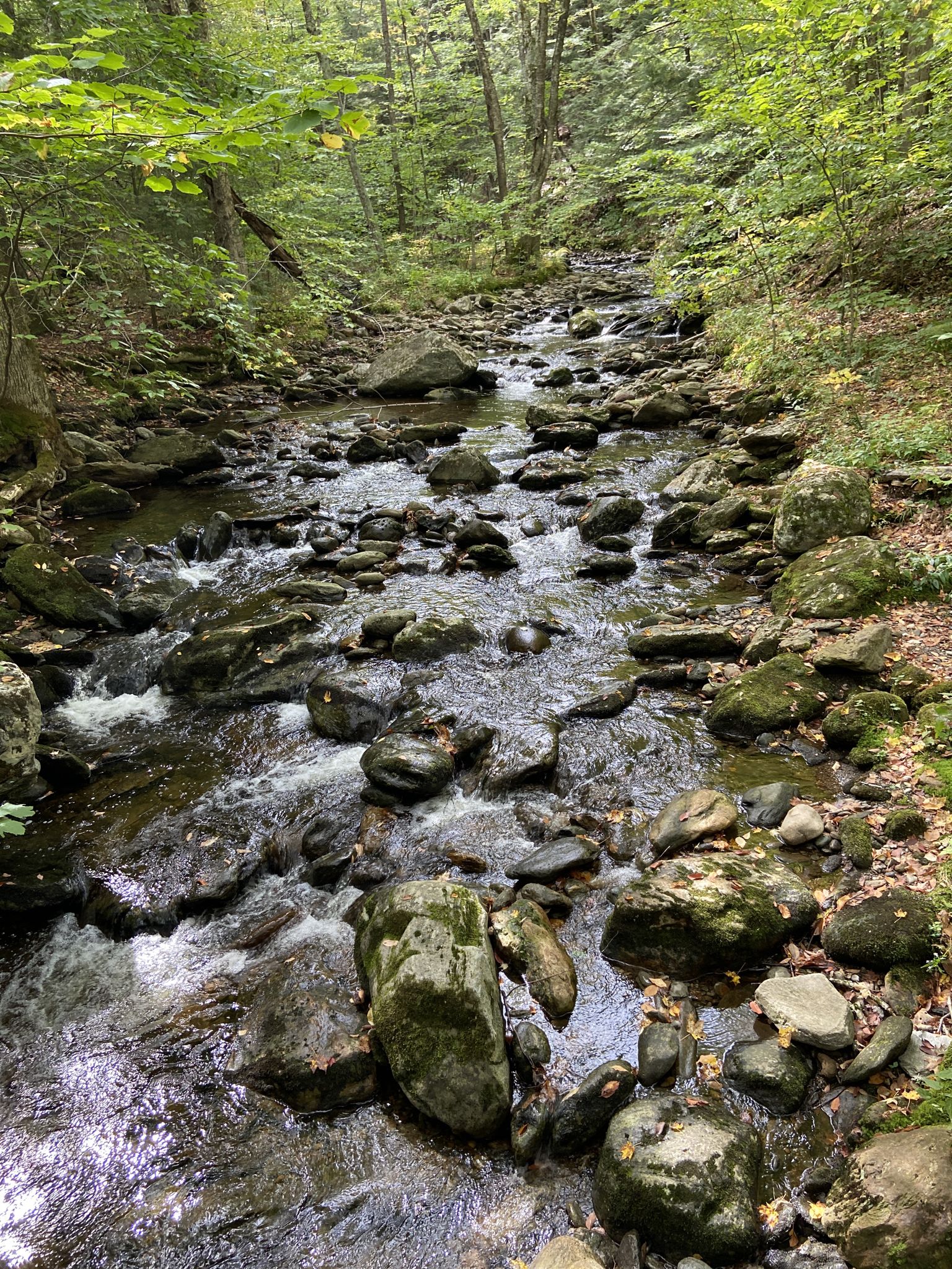 A rocky stream flows through a lush green forest. - Duxbury Window Trail