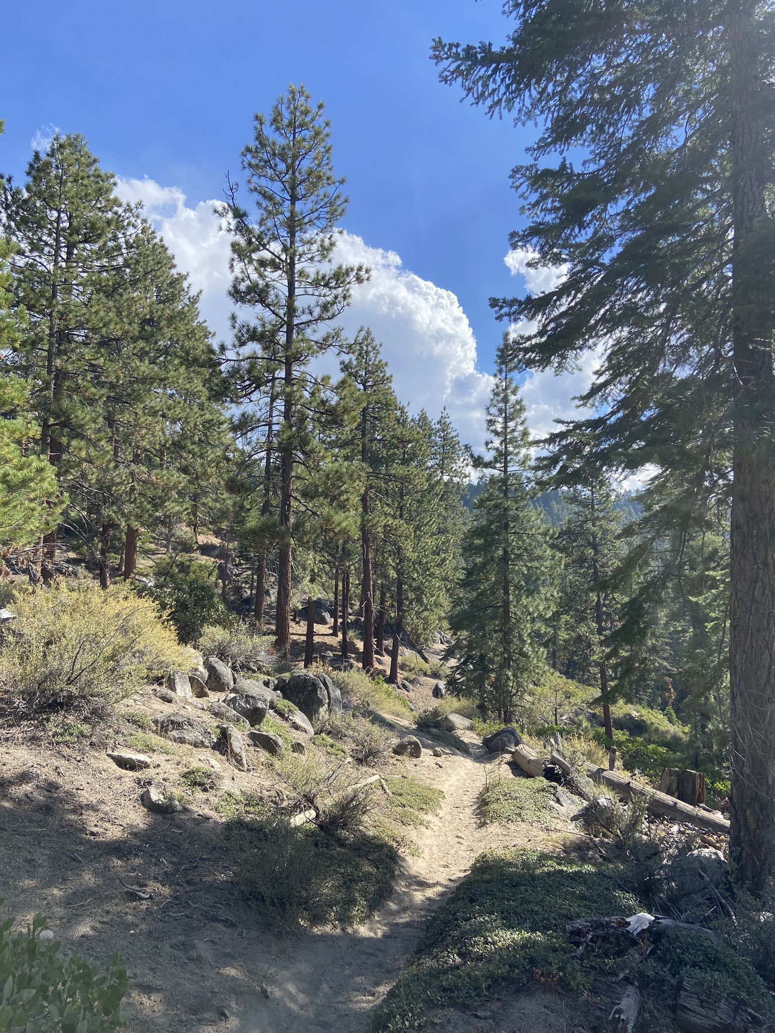 A winding dirt trail through a sunny pine forest with rocks and shrubs. - Zephyr Cove Park loop from Zephyr Cove