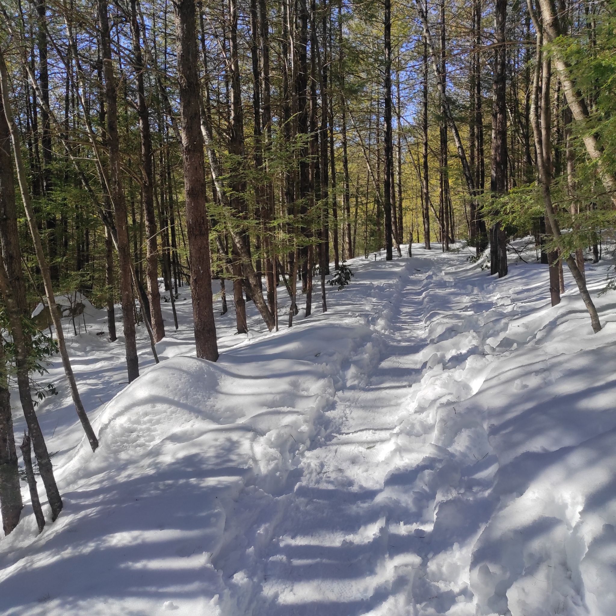 A snow-covered path winds through a sunlit forest of tall, slender trees. - Lower Purgatory Falls loop from BAE Systems