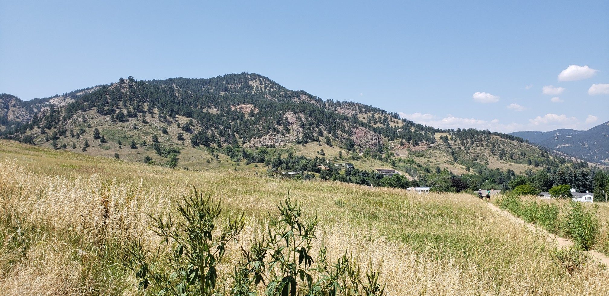 Golden grassy field with a dirt path leading towards forested hills under a blue sky. - Meadow Trail and Amphitheater Trail Loop