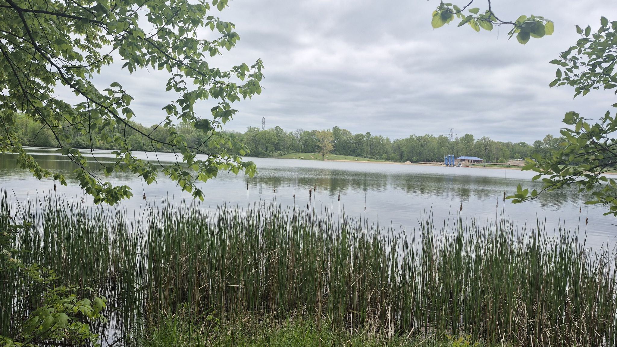 Overcast view of a lake with tall cattails in the foreground. - Foley Pond – Lower Trout Lake loop from Rochester Adams High School