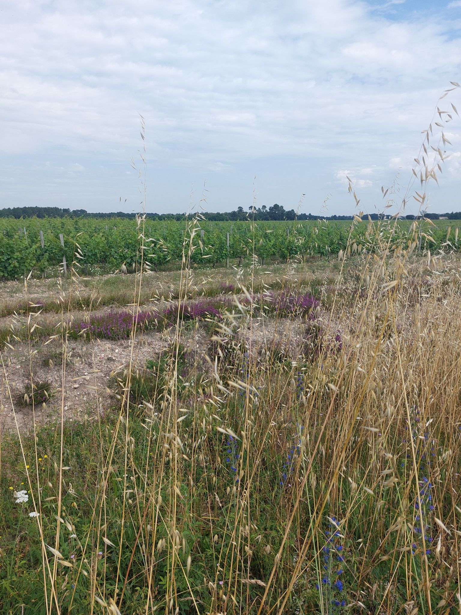 vignoble des graves Arbanats