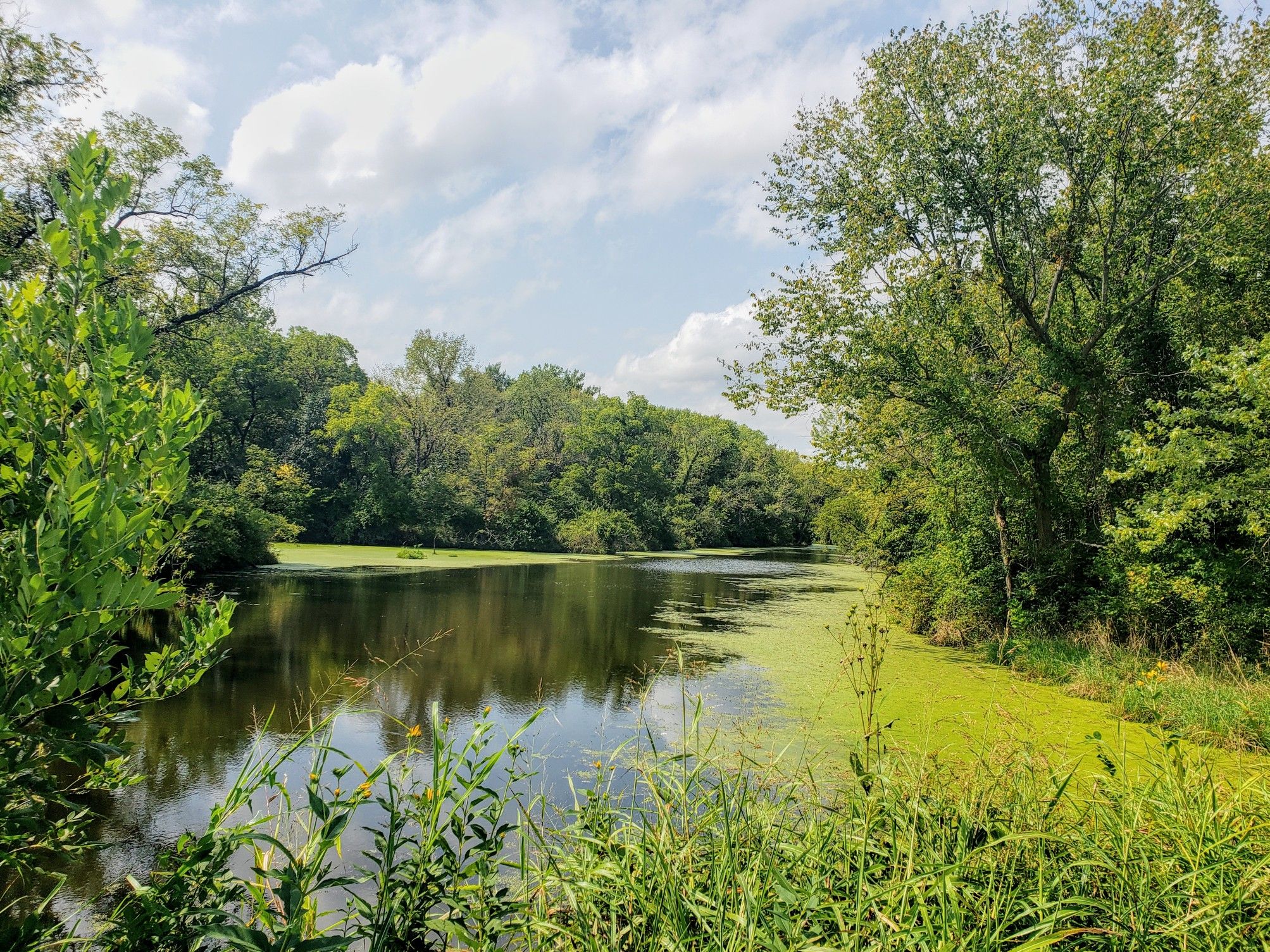 A calm pond covered in green algae, surrounded by lush trees under a cloudy sky. - Little Blue Trace Trail