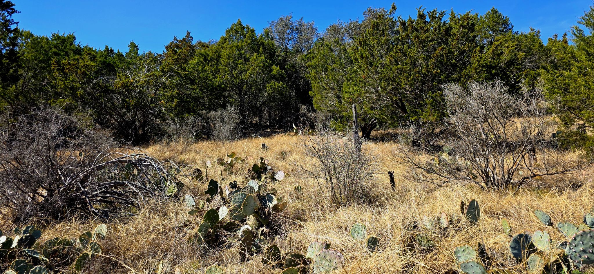 Sunny field with prickly pear cacti and dry grass, backed by dense trees. - Gorman Falls Trail