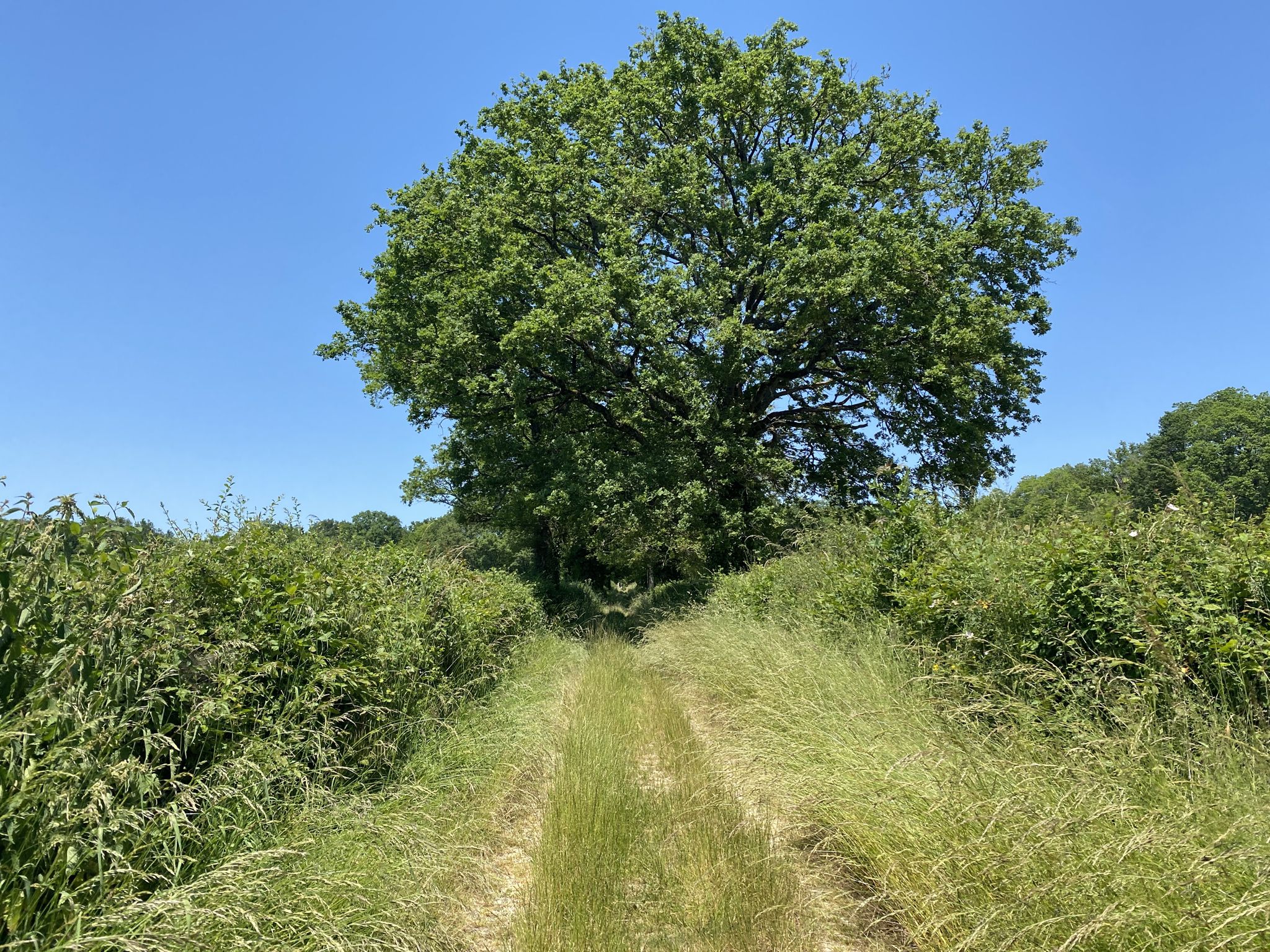 nicht gemähter Weg