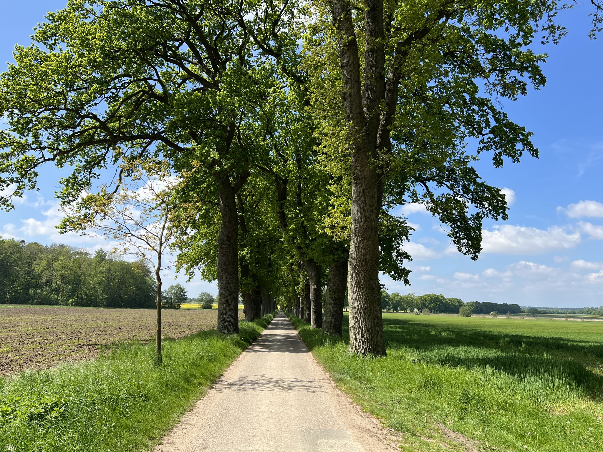 Allee "Am Thiergarten"