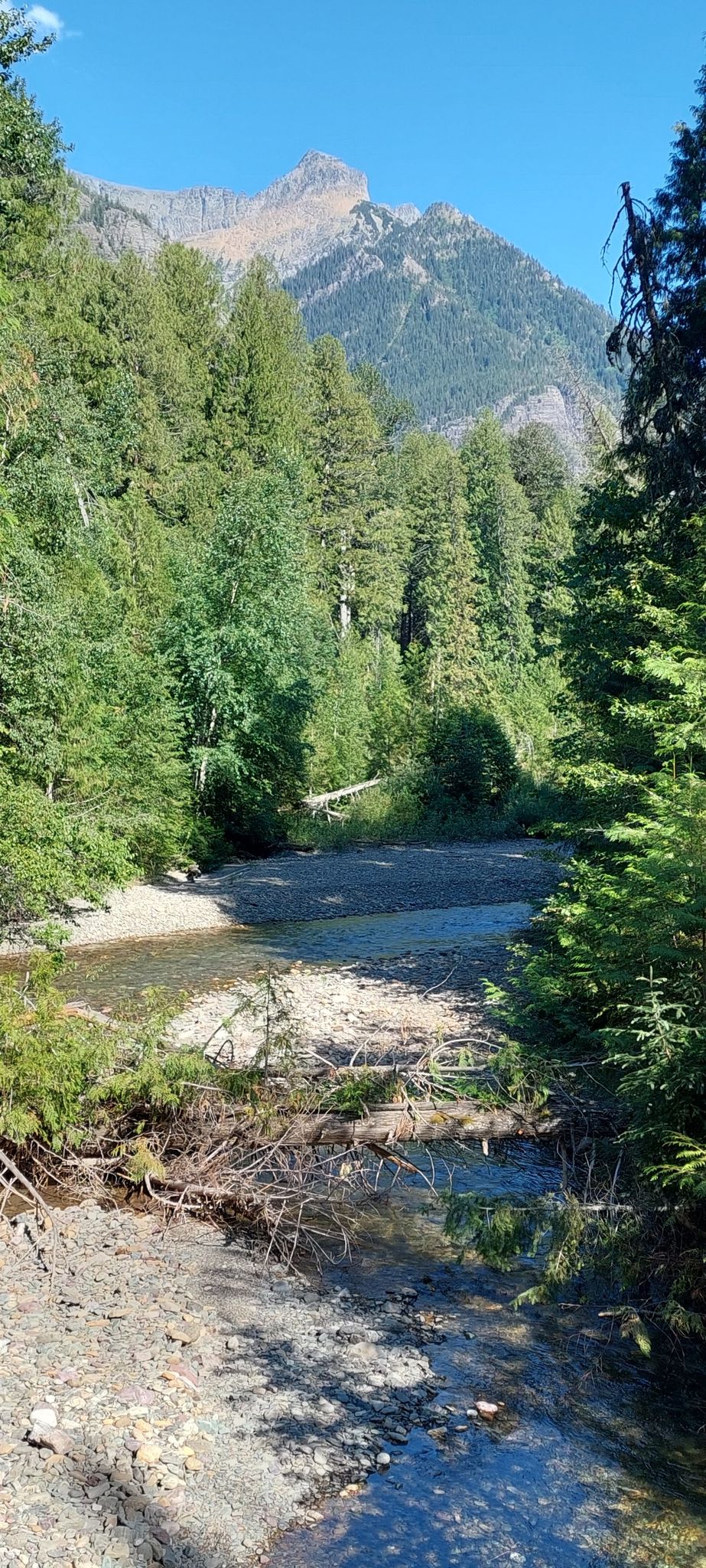 Shallow, rocky river in a forest with a distant mountain under clear blue sky. - Trail of the Cedars