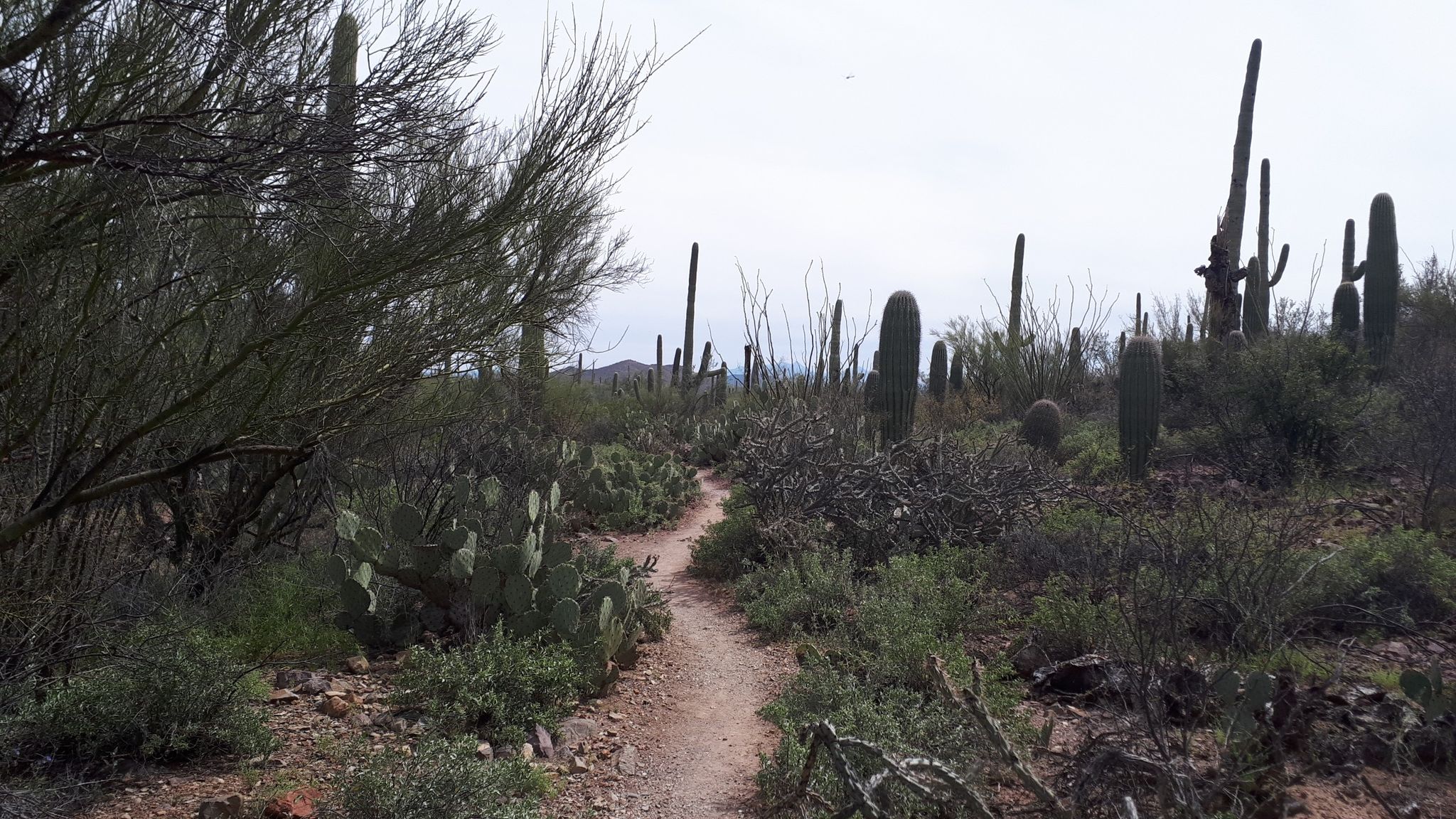 A narrow desert path winds through dense cacti and arid brush under an overcast sky. - Start of Coatamundi trail – Cheops Trail loop from Banks Elementary School