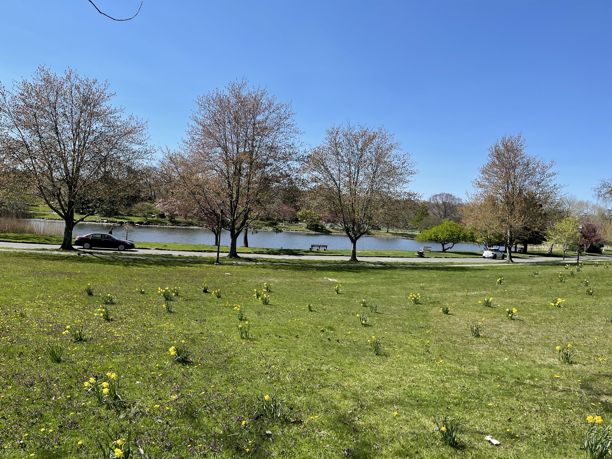 Grassy field with yellow flowers, a lake, and trees under a bright blue sky. - Bruce Park Loop