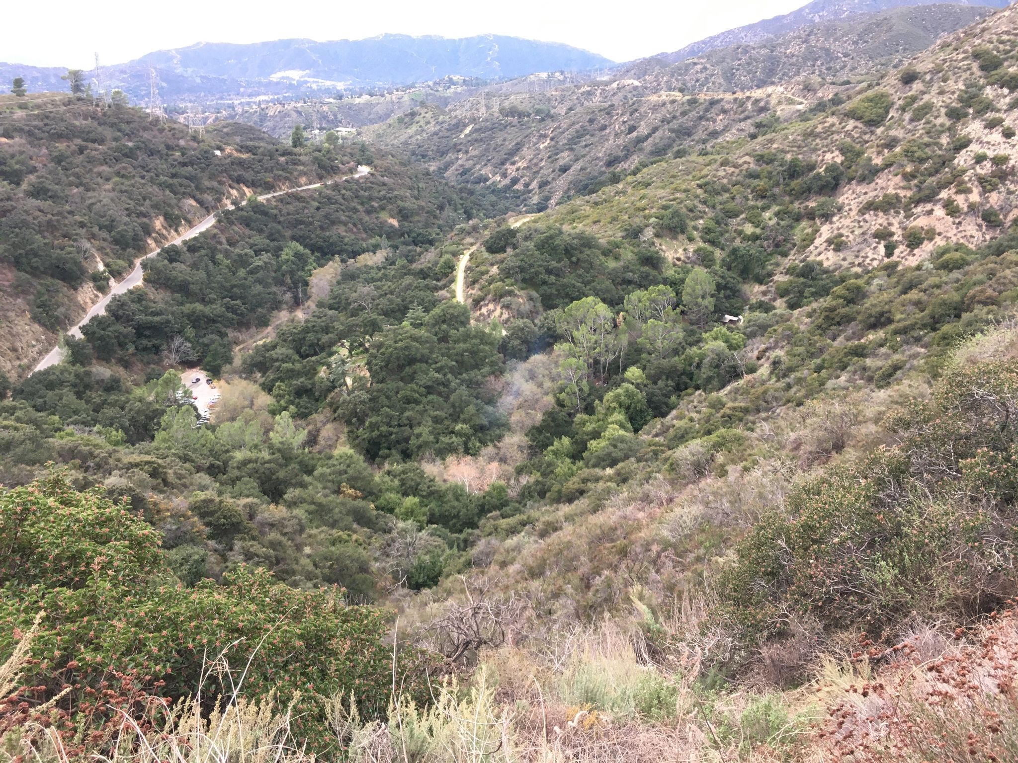 A lush, green valley with a winding dirt road under an overcast sky. - Andrea Wilson Triangle loop from MRCA Open Space
