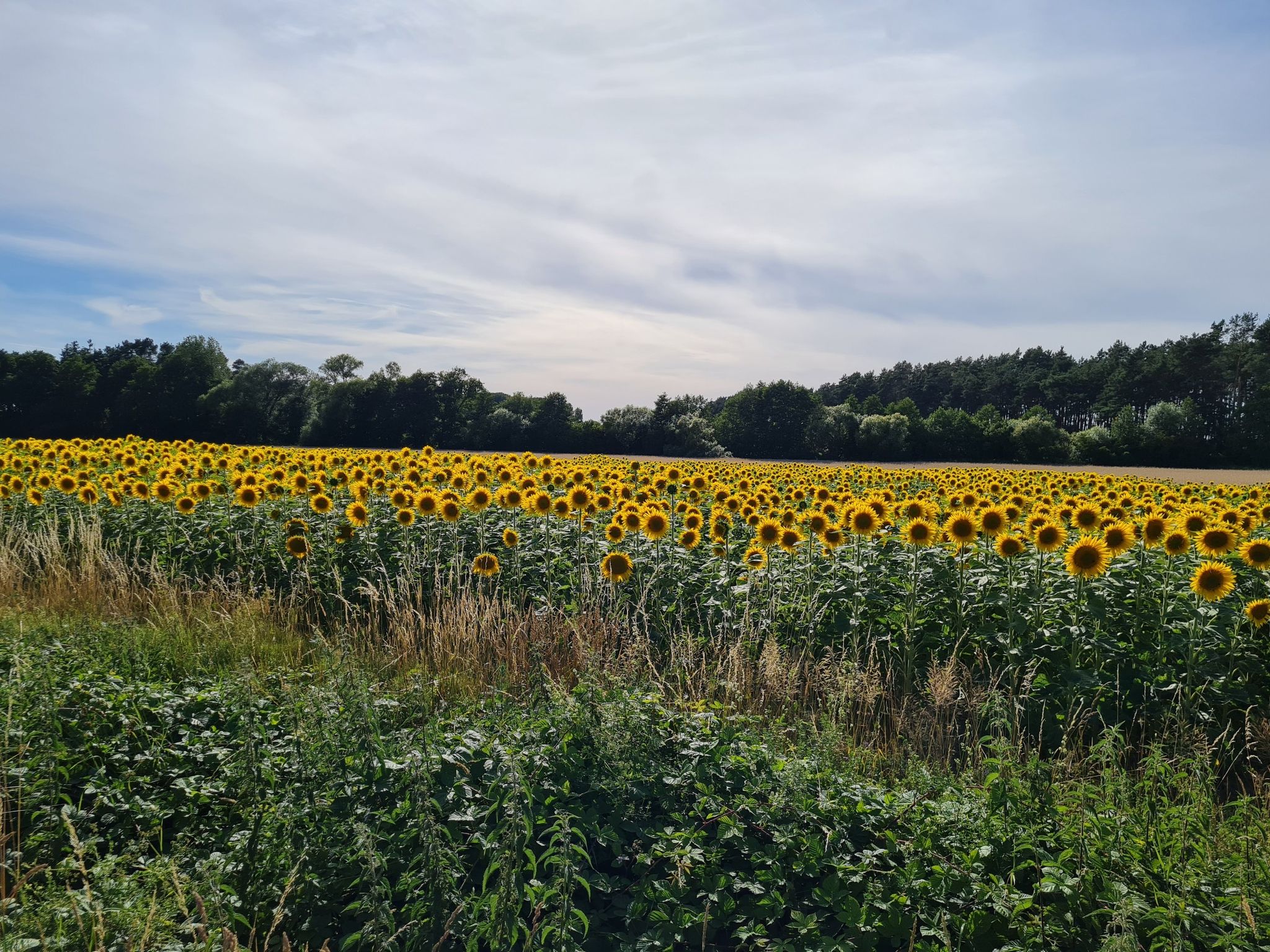Sonnenblumen und über mir kreist ein Hubschrauber 😁