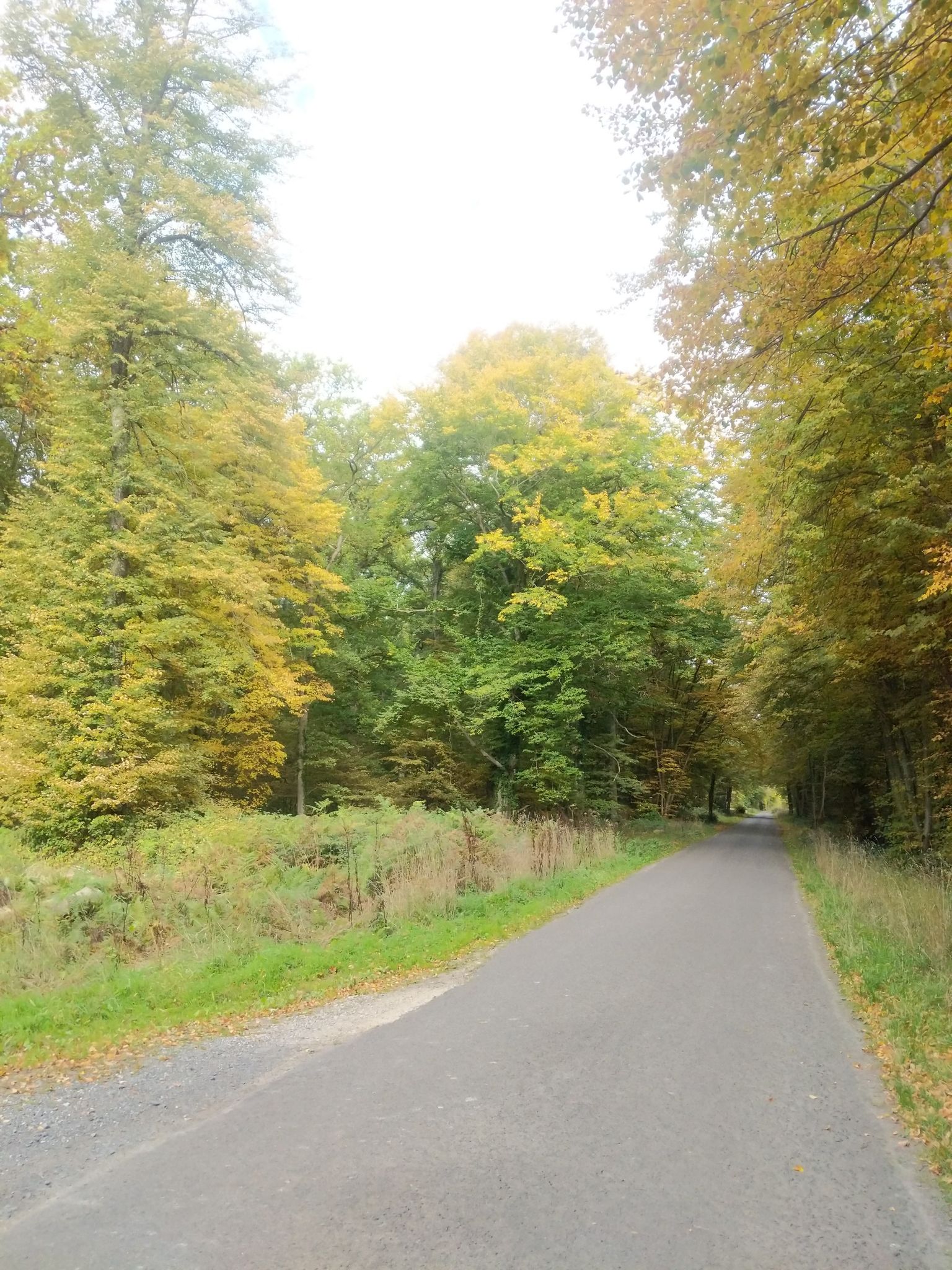 Trouée dans les bois