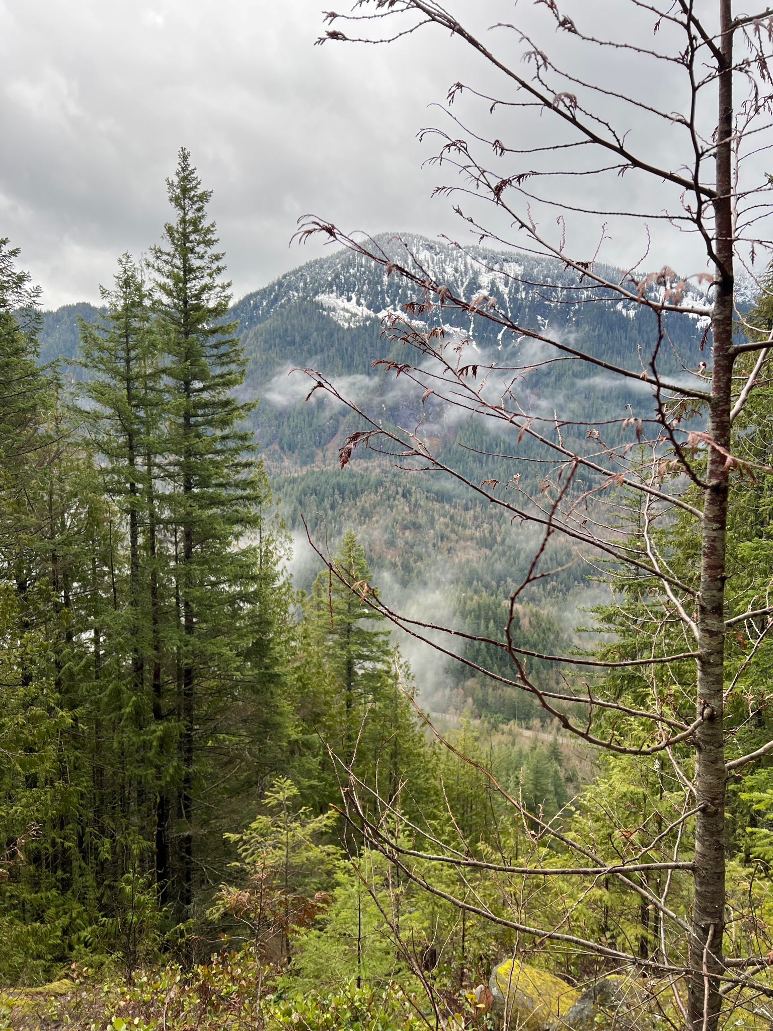 Overcast view of a misty forest valley with a snow-capped mountain. - Heybrook Lookout Trail