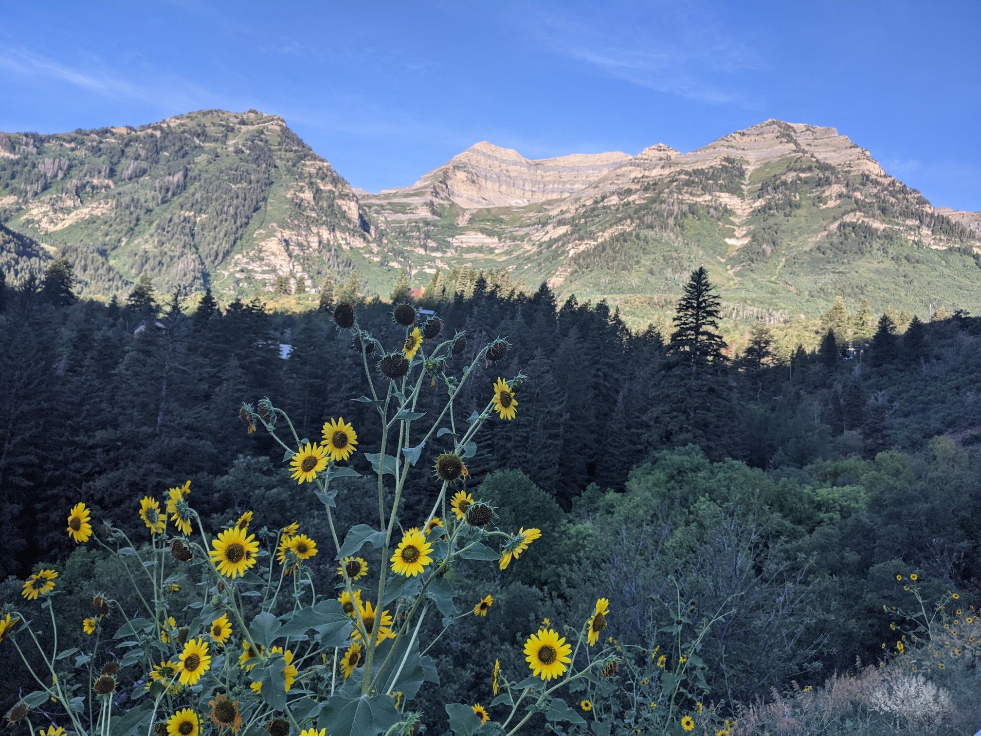 Bright yellow wildflowers in the foreground with a dark forest and mountains beyond. - Alpine Scenic Highway