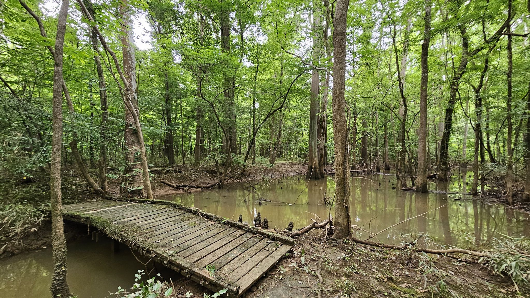 Wooden boardwalk over muddy water in a green, sunlit swamp forest. - Kingsnake Trail