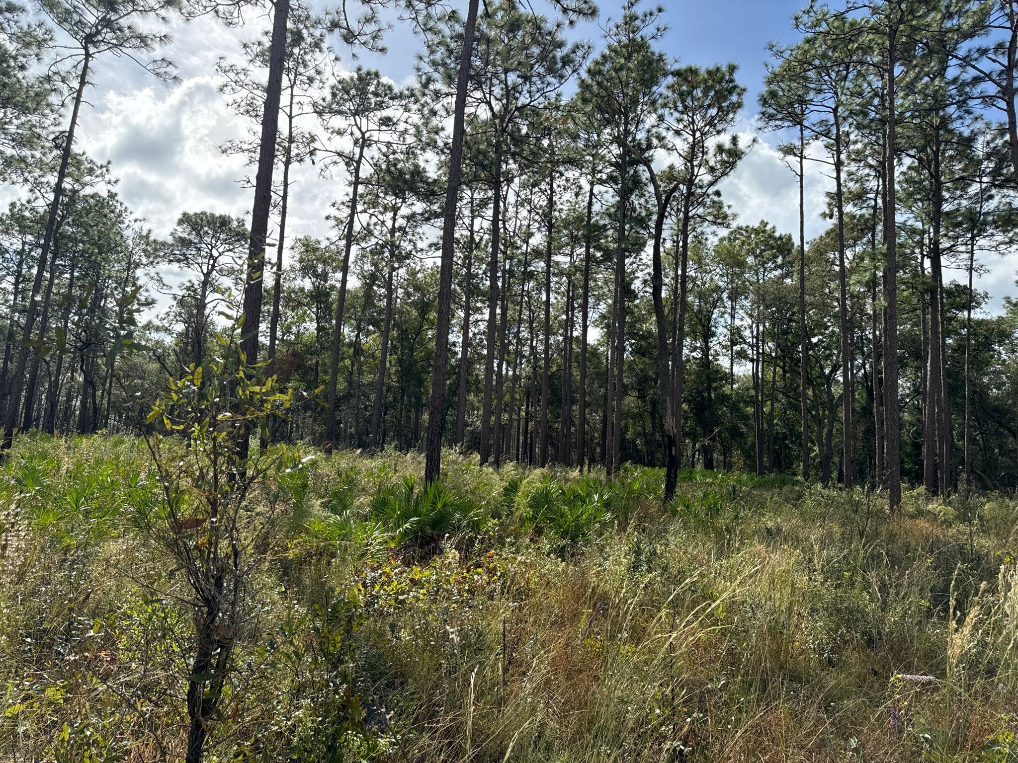 Tall pine trees and green undergrowth under a partly cloudy sky. - Tucker Hill Day Use Area loop