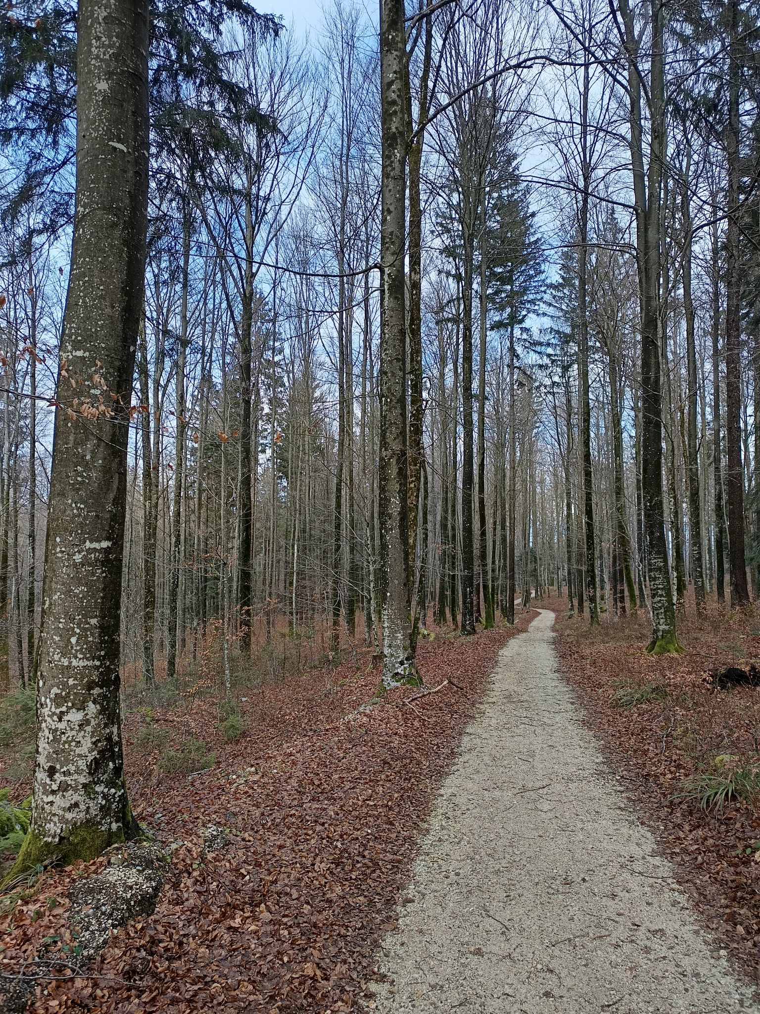 A beautiful path through the forest