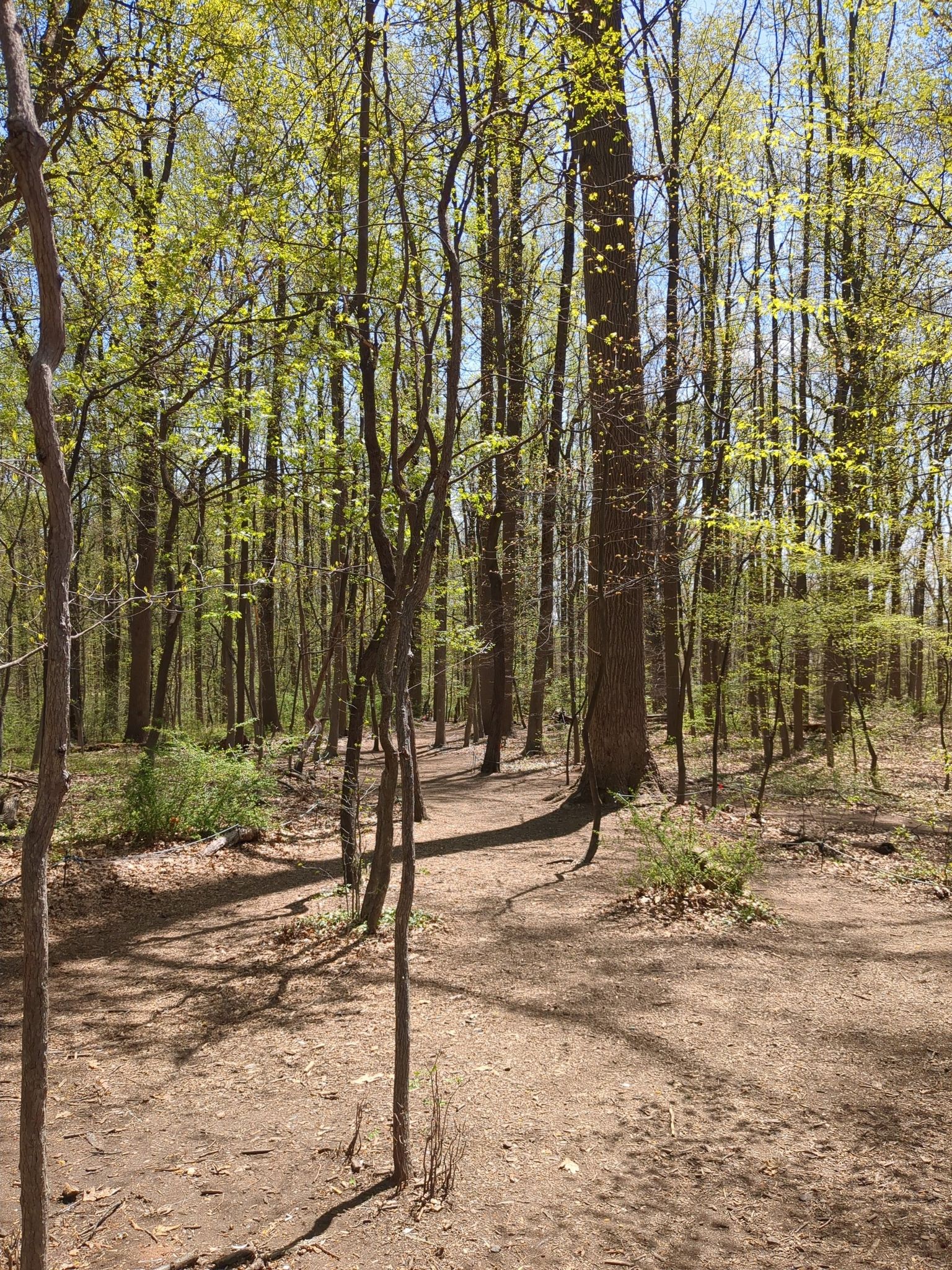 Sunny woodland path with tall trees and dappled light. - Washington Rock – Orange Reservoir dam & bridge loop from Millburn