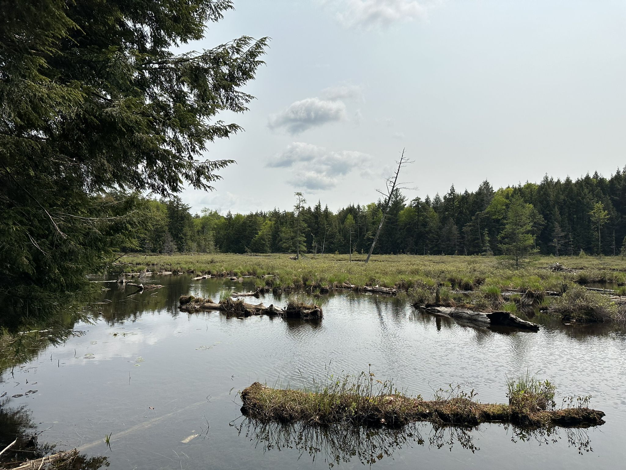Serene wetland with still water, grassy patches, and distant forest under cloudy sky. - Inman Pond Loop Trail