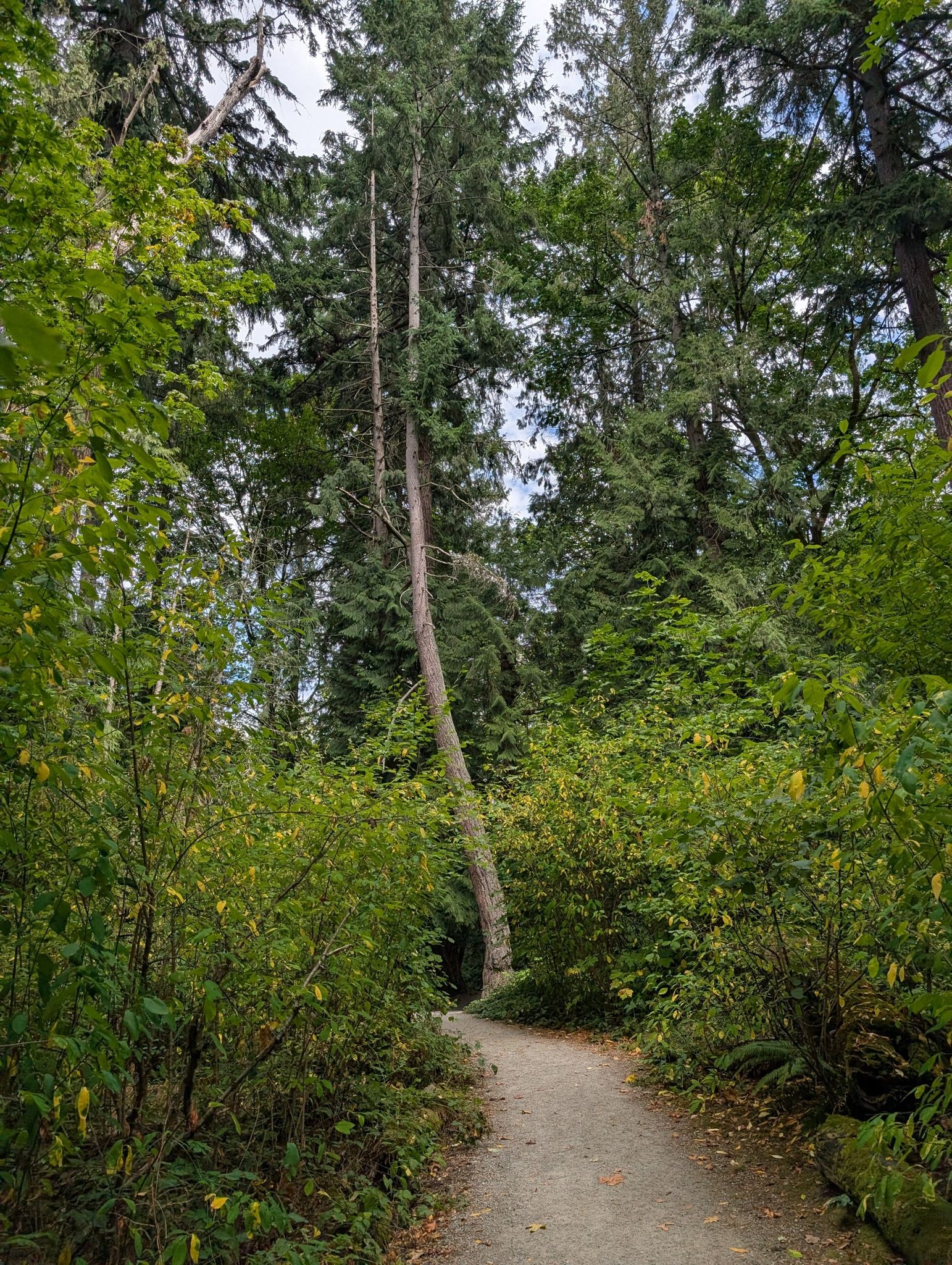 A narrow dirt path winds through dense green forest with tall trees. - Woodpecker Trail