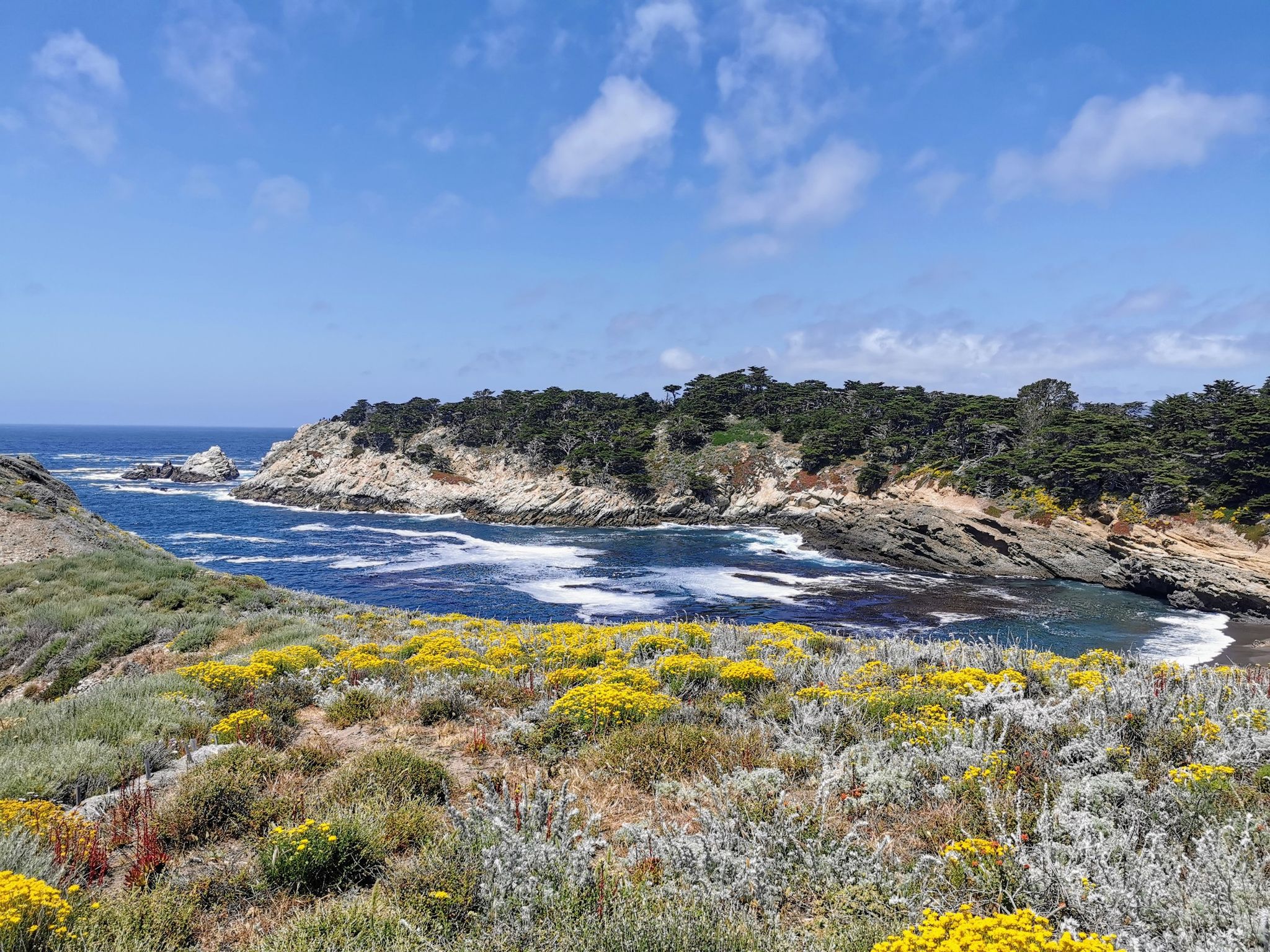 Vibrant yellow wildflowers in the foreground, overlooking a rocky cove and ocean. - North Shore Trail, Point Lobos – Sea Lion Point loop from Carmel-by-the-Sea