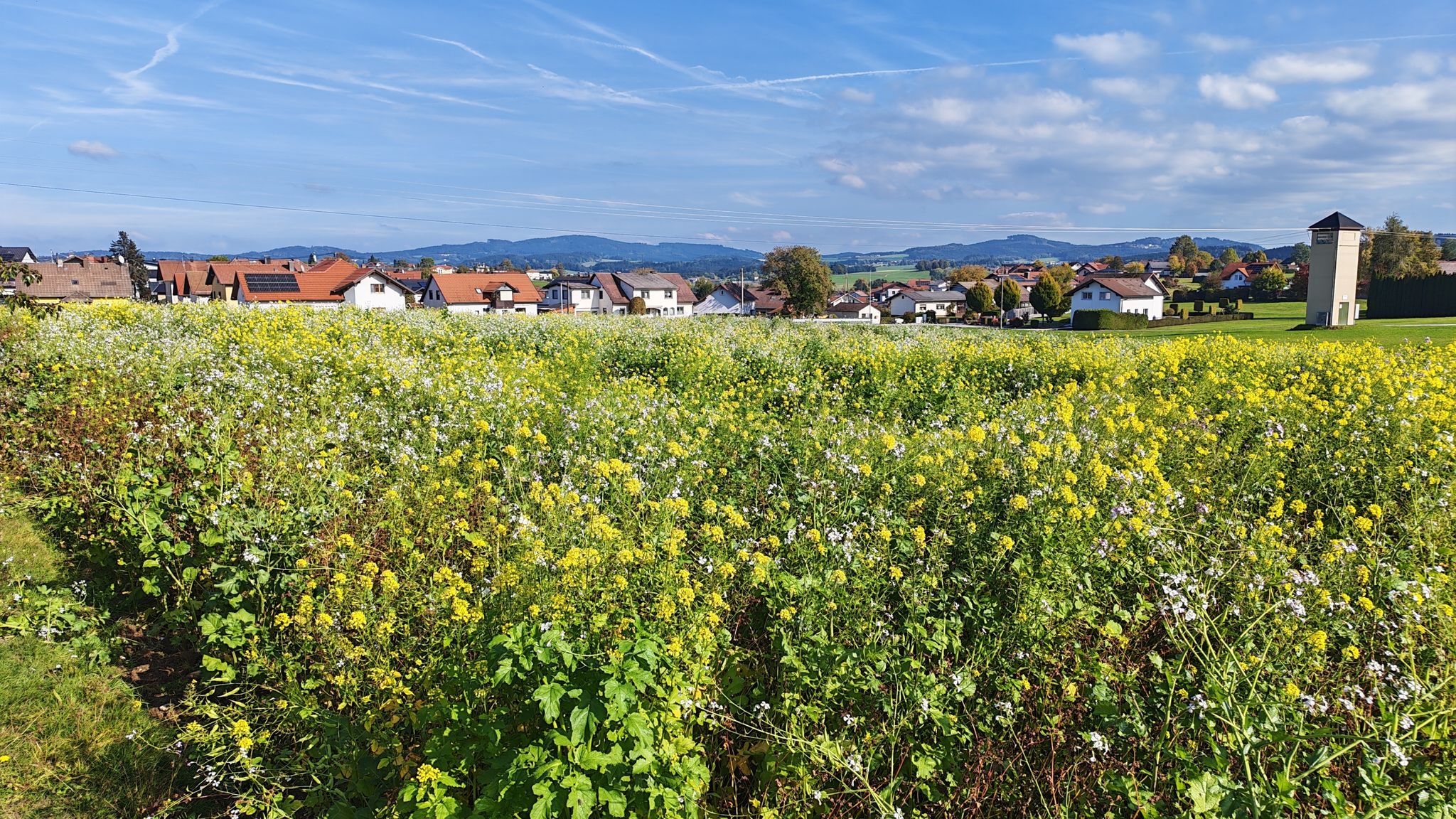 Blick ü. Blumenfeld bis zum Haugstein