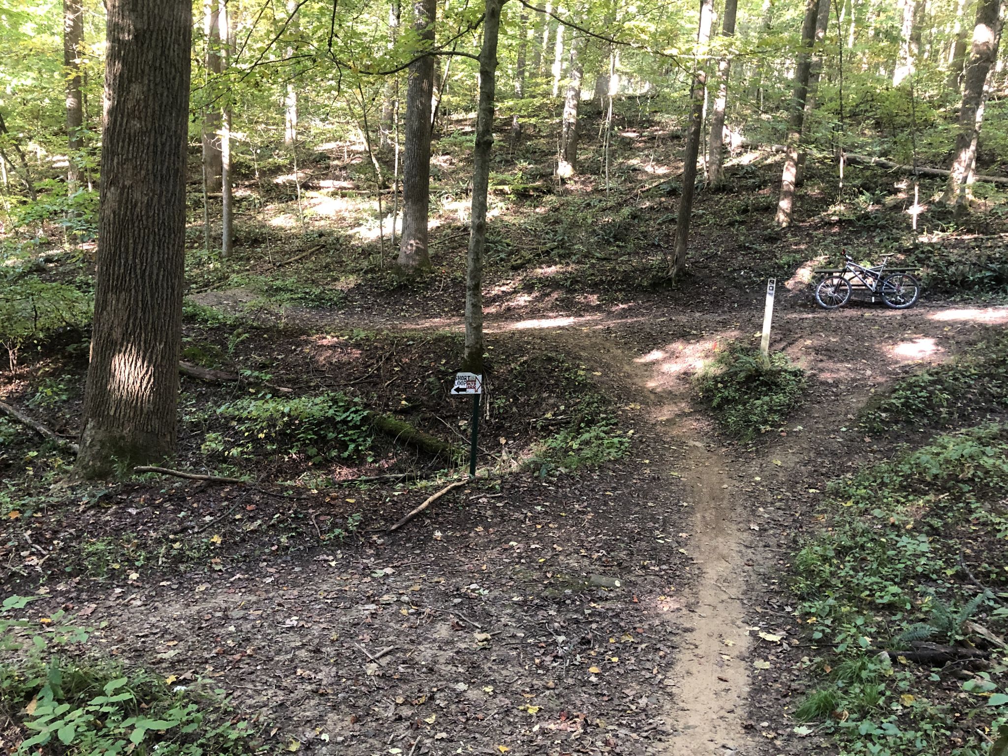 A dirt path forks in a sunlit forest with a bicycle parked nearby. - North Rim and Mohican Mountain Bike Trail