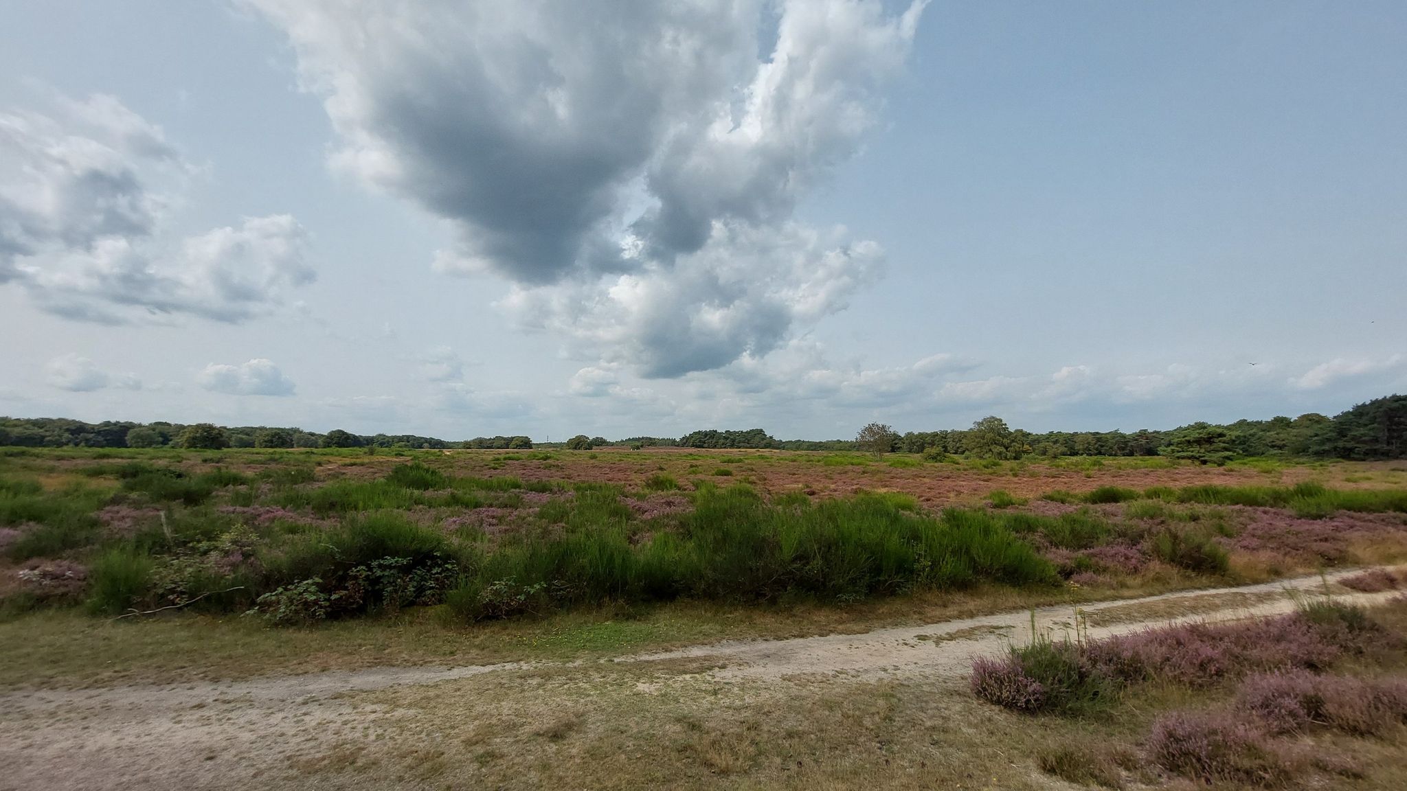 Gooische Heide