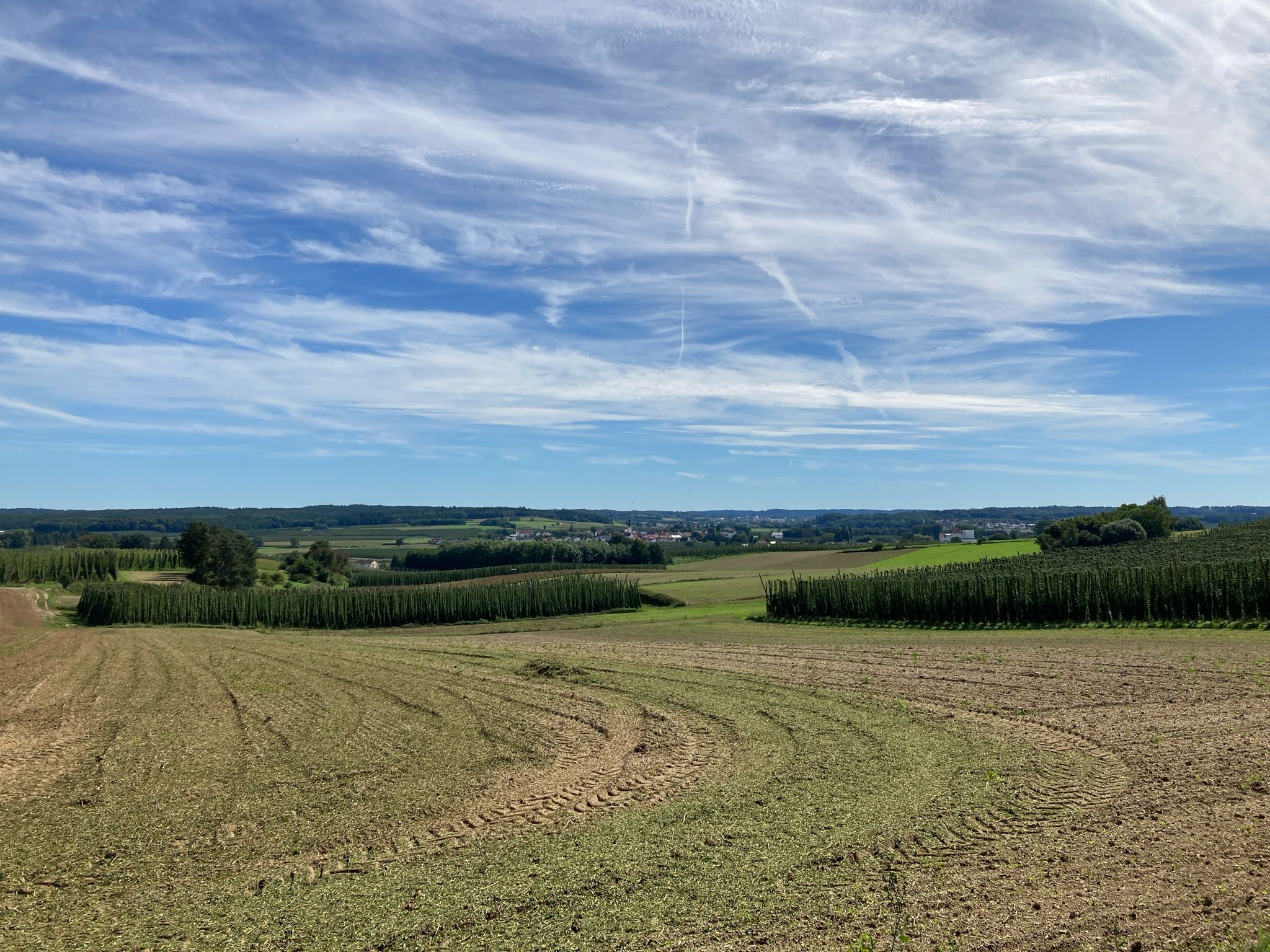 Blick ins Hopfenland