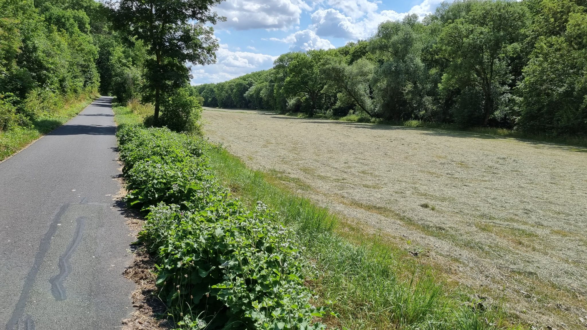 Sommerstimmung im Ilmtal