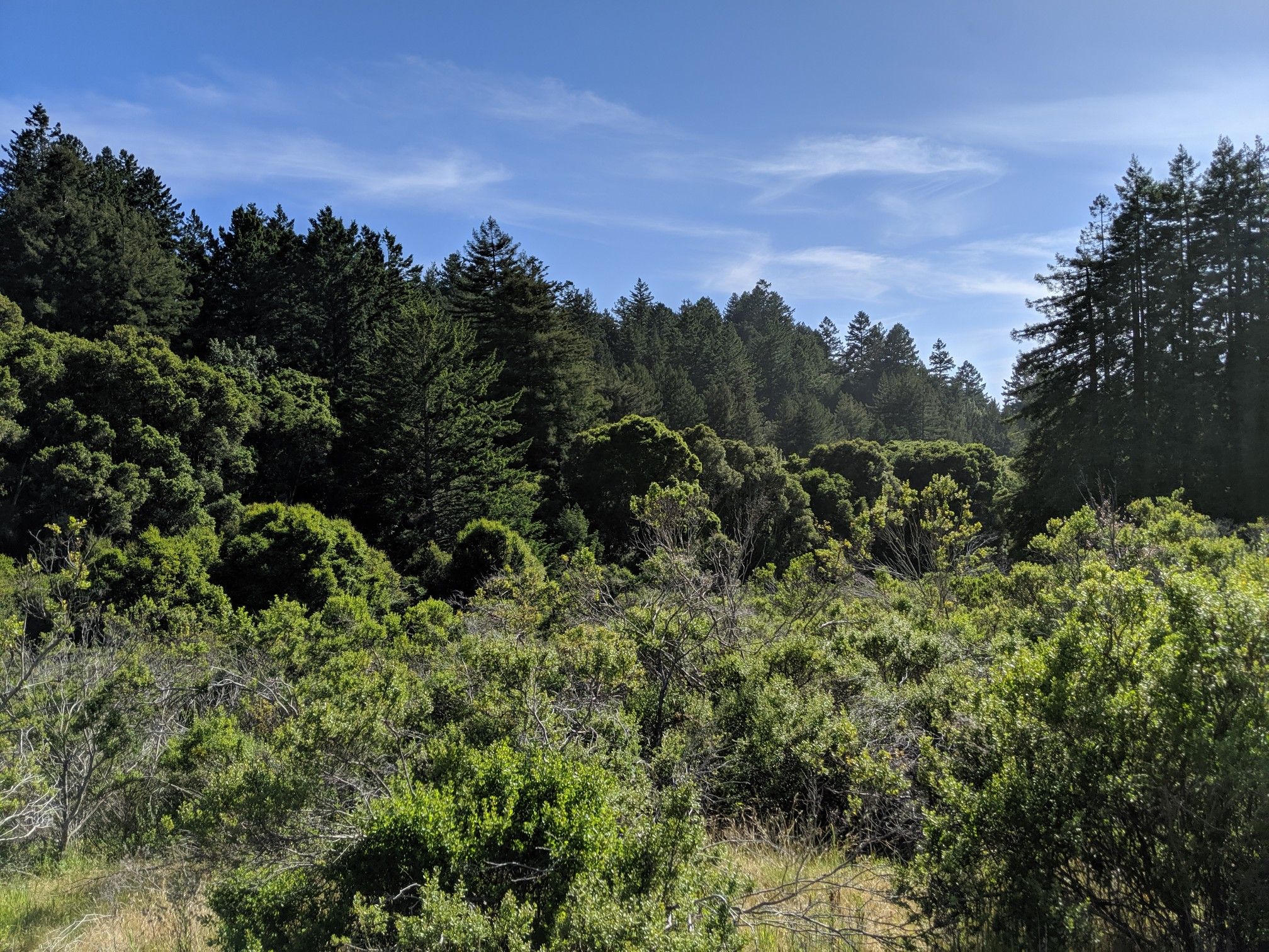 Dense green forest and bushes under a bright blue sky. - Chuck Beebe Scenic Bench – Seep Zone Nature Reserve loop from Santa Cruz