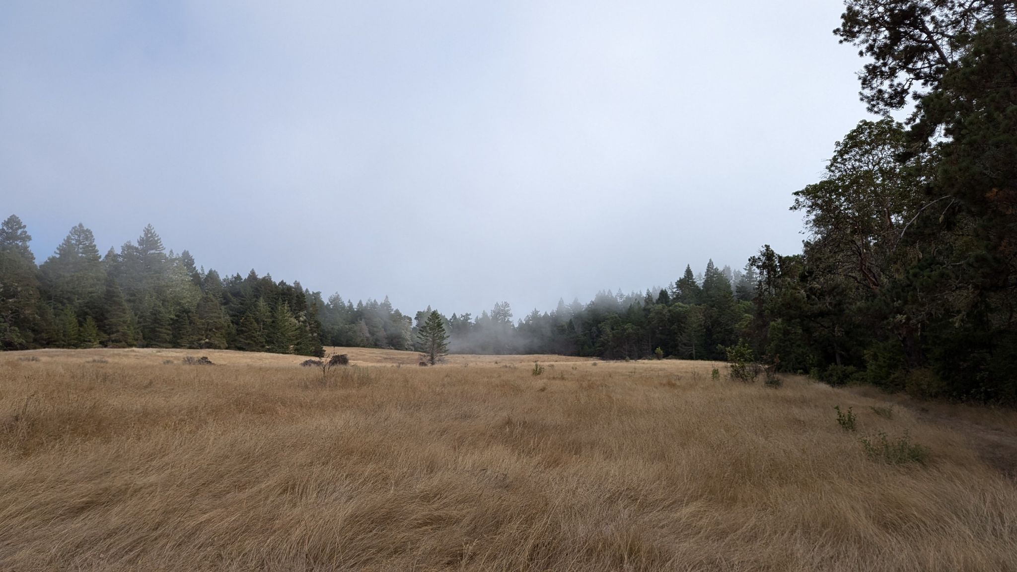 A wide golden field with fog obscuring the distant forest edge. - Pygmy Forest Trail
