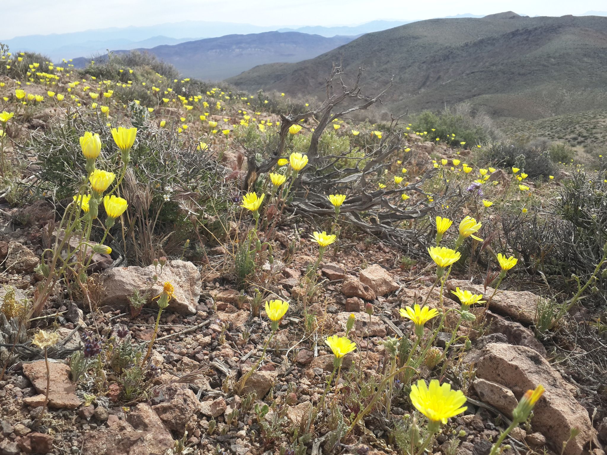 A field of bright yellow wildflowers on rolling desert hills under a clear sky. - Dantes Ridge Trail