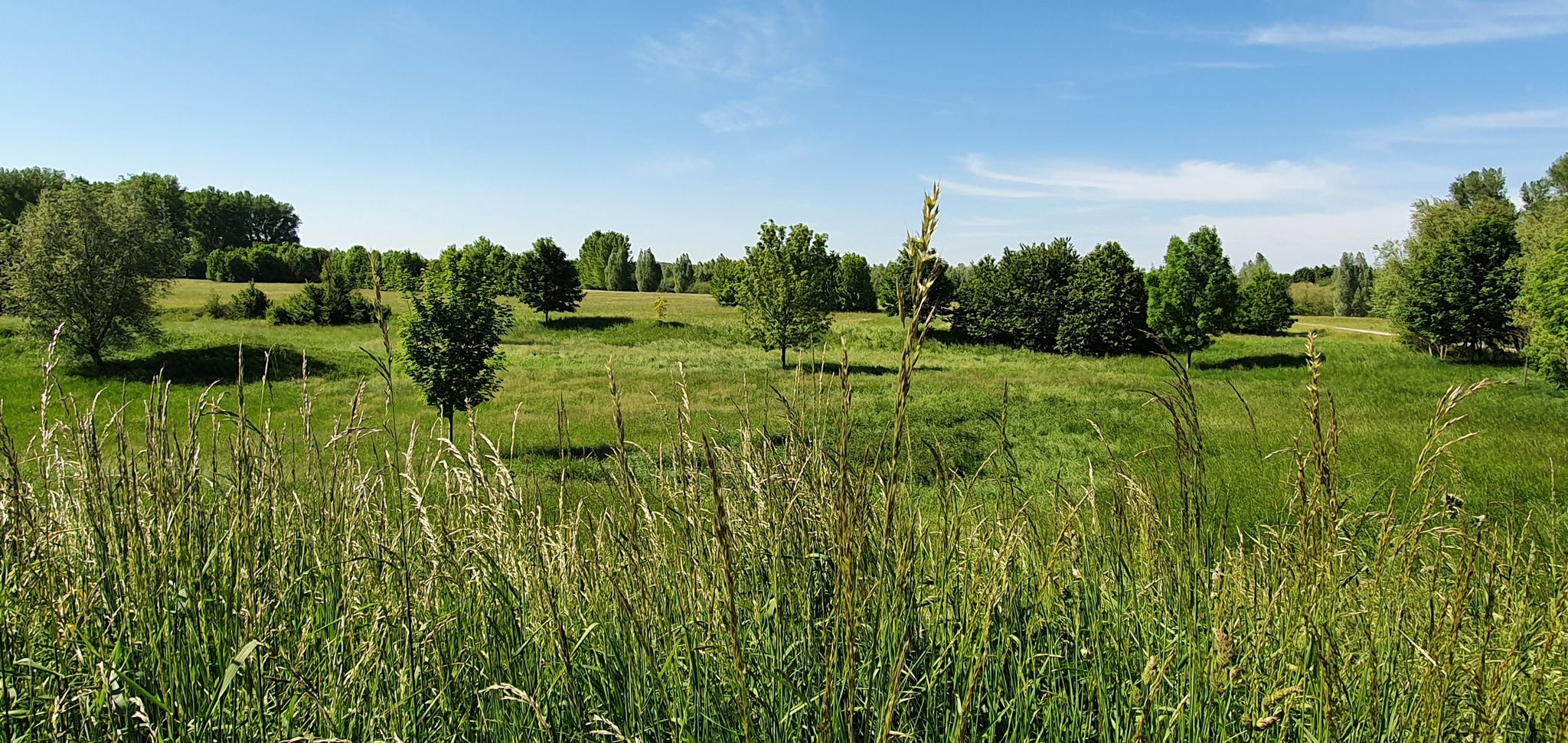 Rheinaue Worringen Langel