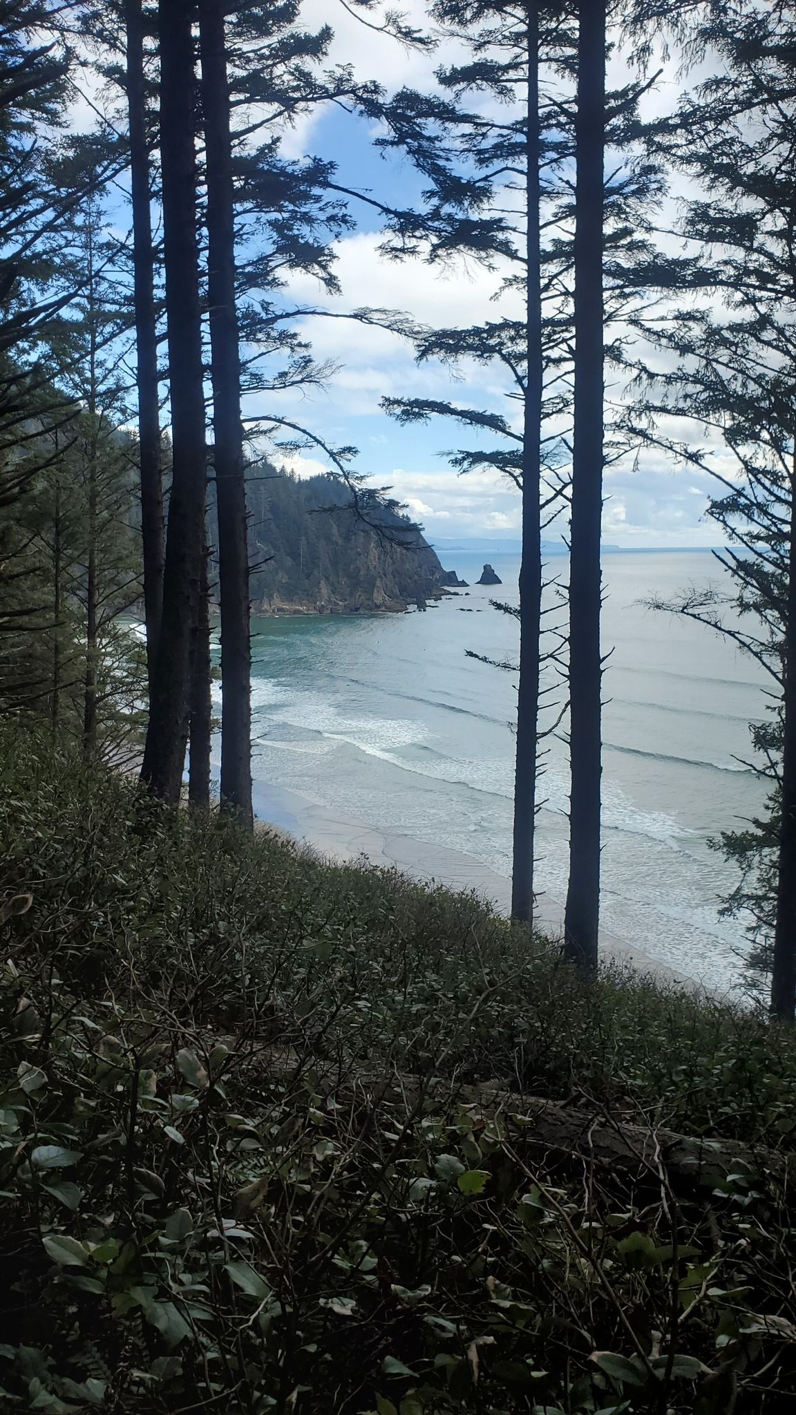 Ocean waves crashing on a sandy beach, viewed through tall, dark trees. - Coastline View loop from Oswald West State Park