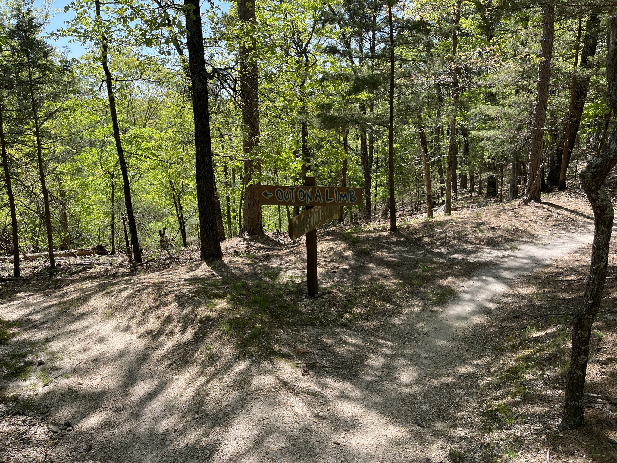 A wooden sign stands at a fork in a sunny forest trail. - Genesis Trail Loop